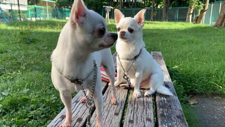 KORIKIのインスタグラム：「おはようございます♪ * #昨日の二人組 #dogofsapporo #dog, #dogs, #dogstagram,#chihuahua,#犬バカ部,#チワワ,#koriki, #hanadog #白スムチ連合会, #スムチー,  #dogofthedayjp, #dogoftheday  #ilovemydog #instadog #instapet #WhiteChihuahua  #吉娃娃 #치와와  #dogsofinstagram #Chihuahualover  #チワワの輪 #barkbox #WhiteChihuahuaParty #もふもふモフモフ」