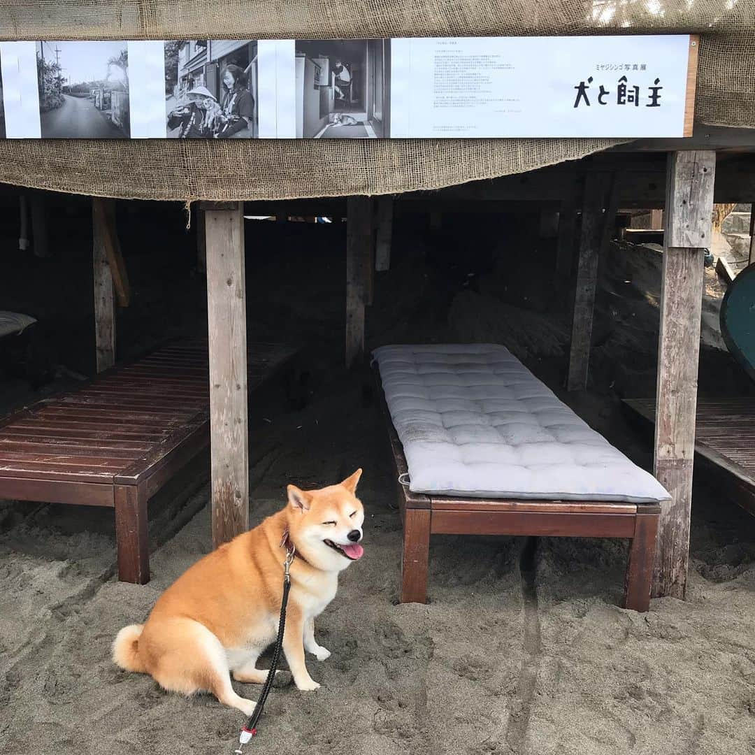 マル子さんのインスタグラム写真 - (マル子Instagram)「おはよー！ 少し暑さがやわらいだ夏後半戦です。 毎年恒例のウミゴヤでのミヤジシンゴさんの写真展「犬と飼い主」始まってます！ マル子もどこかにいますよ🐕 23日は東田トモヒロくんのライブもあります！ 夏の終わりを楽しみに来てね。 #マル子  #柴犬  #shiba  #ミヤジシンゴ  #犬と飼い主」8月19日 7時28分 - tomikago