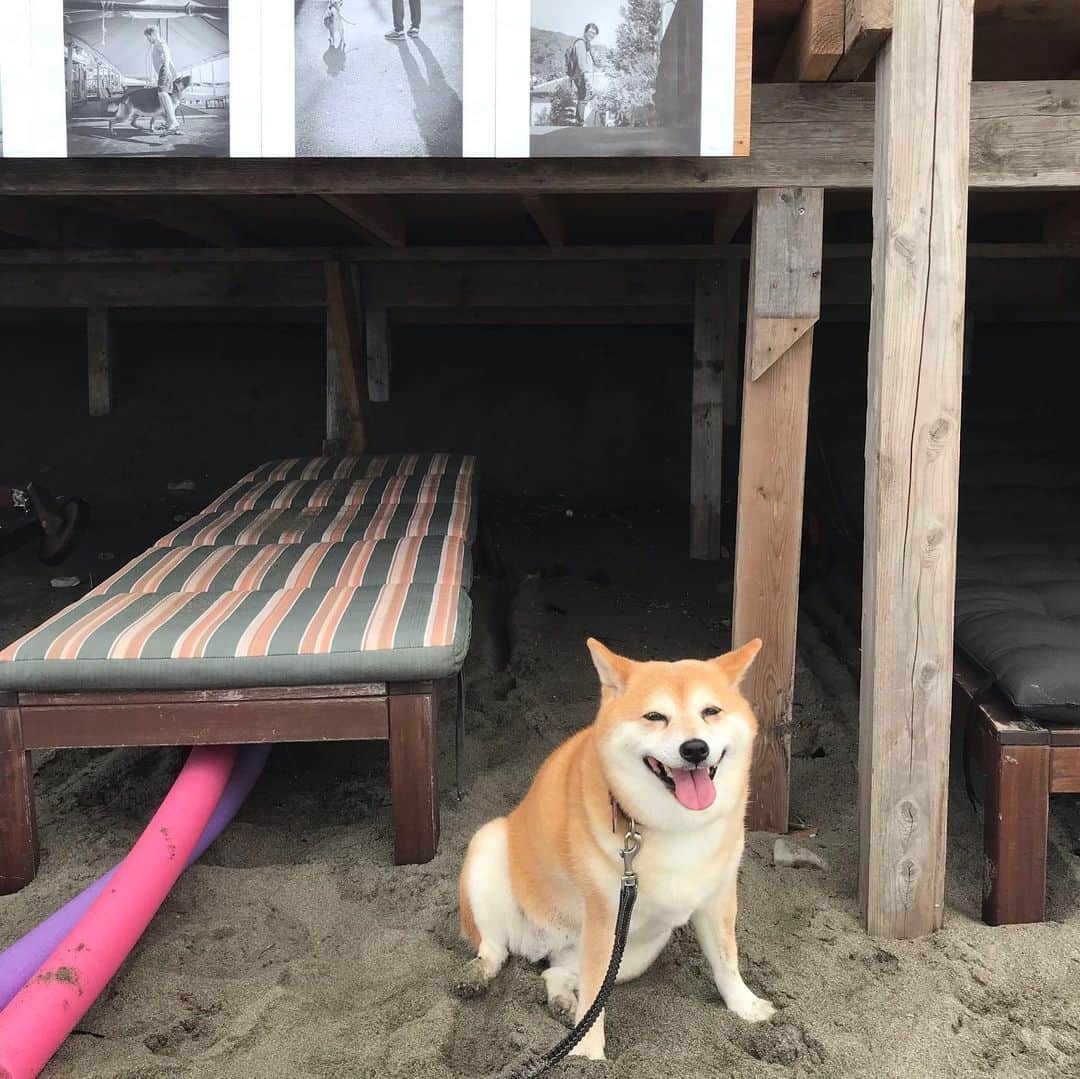 マル子さんのインスタグラム写真 - (マル子Instagram)「おはよー！ 少し暑さがやわらいだ夏後半戦です。 毎年恒例のウミゴヤでのミヤジシンゴさんの写真展「犬と飼い主」始まってます！ マル子もどこかにいますよ🐕 23日は東田トモヒロくんのライブもあります！ 夏の終わりを楽しみに来てね。 #マル子  #柴犬  #shiba  #ミヤジシンゴ  #犬と飼い主」8月19日 7時28分 - tomikago