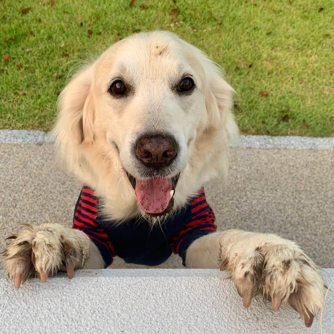 P太郎ママさんのインスタグラム写真 - (P太郎ママInstagram)「犬洗濯から 5時間後！ たったの5時間で… なぜ泥だらけ？ 今日は、 川に行くのはやめて 安全そうな公園を選んだのに… なぜか？ 芝生の中のぬかるみ←雨なんか降っとらんのに！ を発見して、 そこに突っ込む犬…。 ぬかるみレーダー搭載しとったか…！ 年に数回しか着ない服まで引っ張りだしたのに… ムダじゃ、ムダじゃ！ #今を生きる  #悪性腫瘍 #たとえ犬生が8年だとしても楽しいは16年分あげる絶対に 最後の写真。 暗くて全然見えとらんけど、 池に睡蓮。きれい。 見えんから意味ない情報やけど。」8月19日 7時36分 - ptarodada