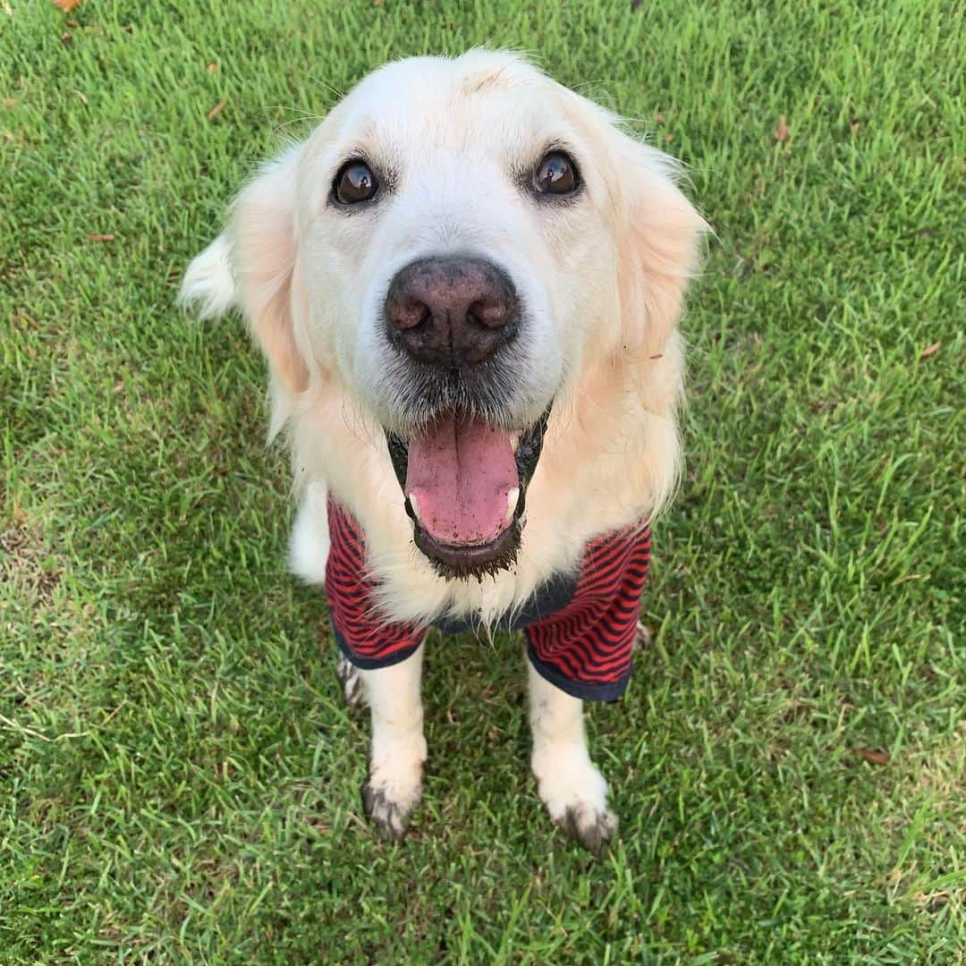 P太郎ママさんのインスタグラム写真 - (P太郎ママInstagram)「犬洗濯から 5時間後！ たったの5時間で… なぜ泥だらけ？ 今日は、 川に行くのはやめて 安全そうな公園を選んだのに… なぜか？ 芝生の中のぬかるみ←雨なんか降っとらんのに！ を発見して、 そこに突っ込む犬…。 ぬかるみレーダー搭載しとったか…！ 年に数回しか着ない服まで引っ張りだしたのに… ムダじゃ、ムダじゃ！ #今を生きる  #悪性腫瘍 #たとえ犬生が8年だとしても楽しいは16年分あげる絶対に 最後の写真。 暗くて全然見えとらんけど、 池に睡蓮。きれい。 見えんから意味ない情報やけど。」8月19日 7時36分 - ptarodada