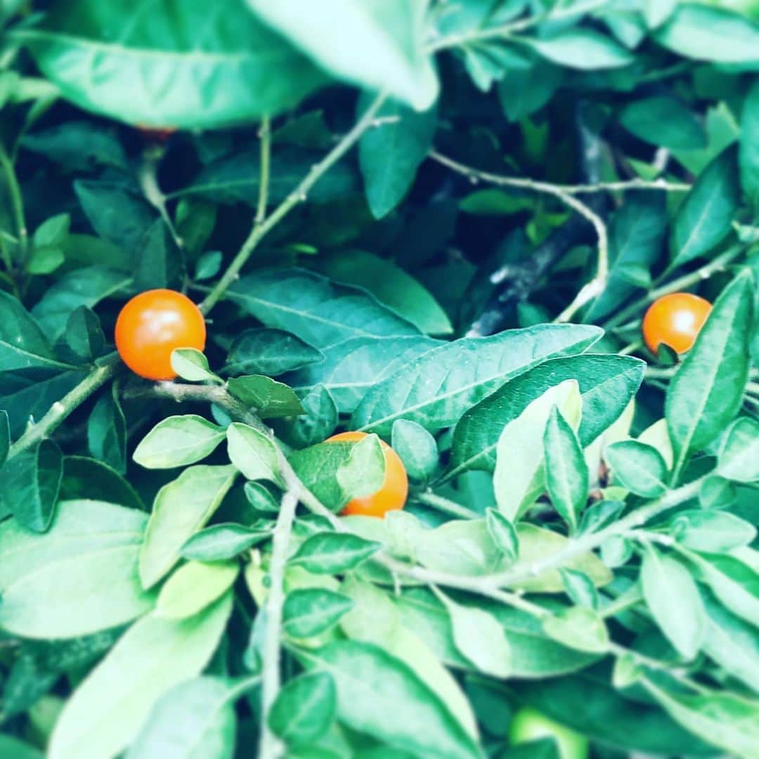 中野敬久さんのインスタグラム写真 - (中野敬久Instagram)「#なんの#実 #トマト#ではない #street #not #tomato #red」8月19日 7時53分 - hirohisanakano