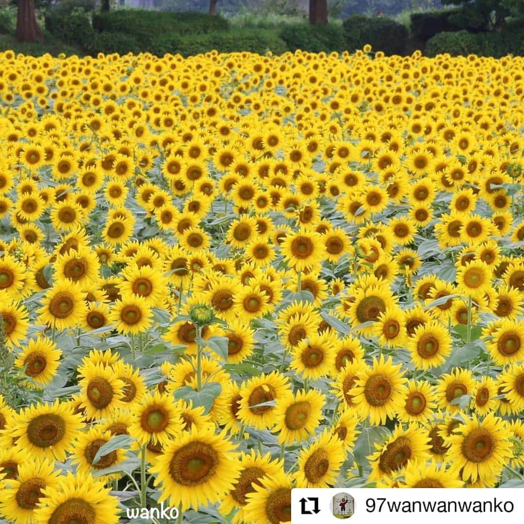 カメラのキタムラさんのインスタグラム写真 - (カメラのキタムラInstagram)「#Repost @97wanwanwanko • • • • • • . ひまわり🌻ラスト投稿 ♪｡.･゜ﾟ･*♫ また来年✨ . Location: ZAMA . #座間 #ひまわりまつり #座間ひまわりまつり #ひまわり #けしからん風景 #一眼レフ練習中 #ボケフォトファン #お写んぽ #キタムラ写真投稿 #日本の風景 #カメラガールズ #東京カメラガールズ #ガーデンストーリー #夏花フォトコン2019 #gardenstory #photo_jpn #japan_of_insta_ #art_of_japan_ #bestphoto_japan #bestjapanpics #instagramjapan #deaf_b_j_ #ap_japan_ #aumo #anatabi #dokoiku #nature_special_ #matcha_jp」8月19日 8時03分 - camera_kitamura