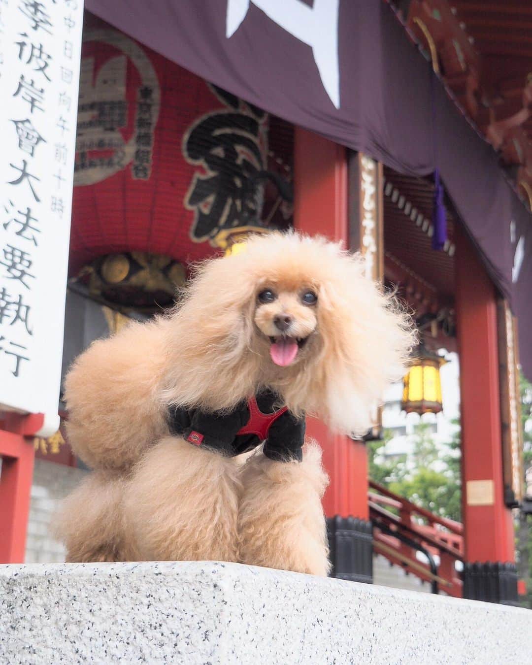 Toypoodle Mikuru?Asakusa Tokyoのインスタグラム：「20190819 Monday. Good morning! Friends 😊 きやがったか...月曜日め😠 . ❶ 少し涼しいあさんぽ ❷ 肉活動画はイナバウアー ❸ kanji . いつもと違う設定で撮ったら 殆どボケとブレ写真だった😥 . ボケ倒しはじめの月曜日 今週もよろしくねー🍻🍺🍶 . #浅草寺 #肉活 #月曜しんどい」