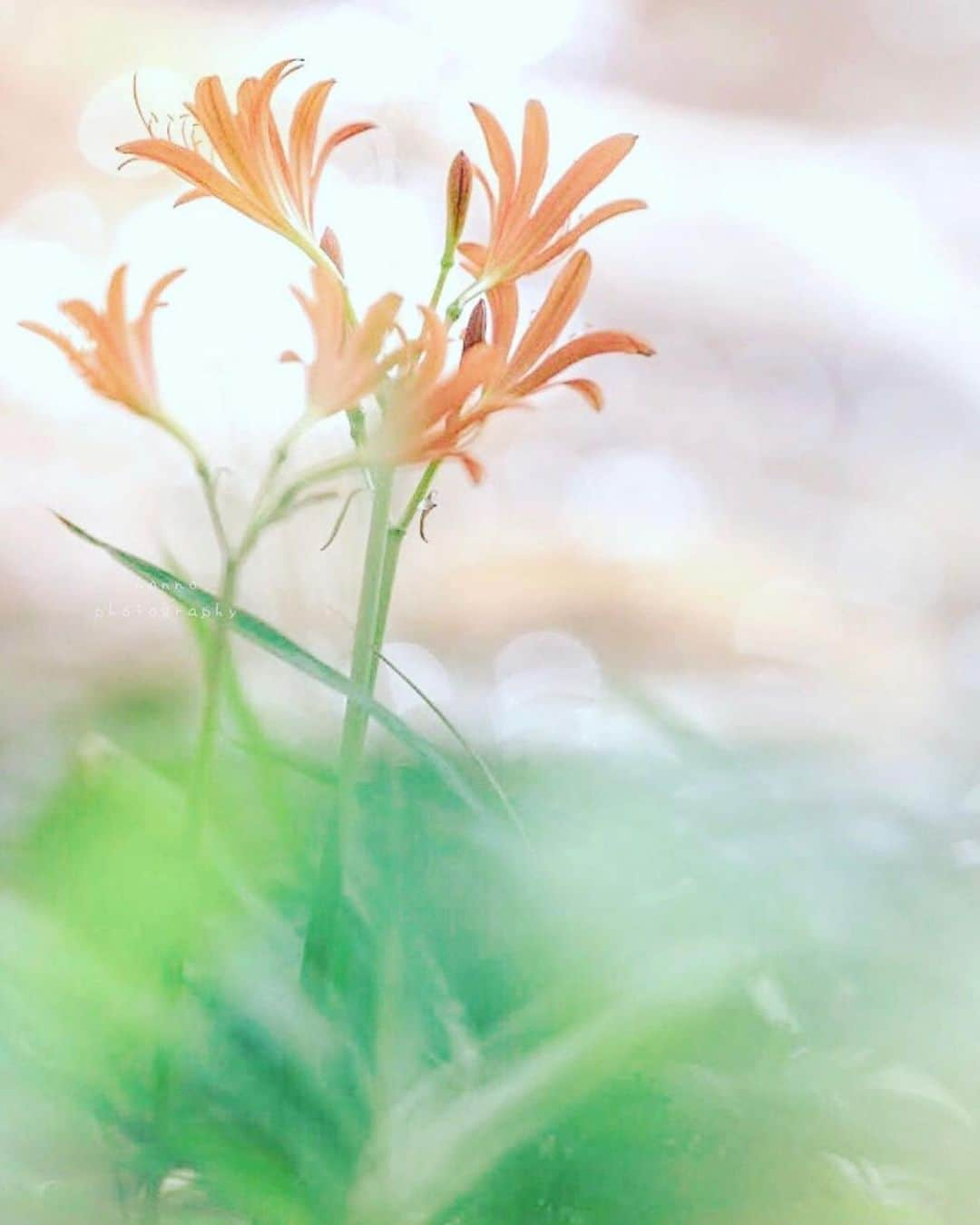 はなまっぷ❁日本の花風景さんのインスタグラム写真 - (はなまっぷ❁日本の花風景Instagram)「🌻🌺はなまっぷの夏まつり🌺🌻 * @no41n2 さんの 夏の花々に花まるを💮 * 暑さに負けずに咲き誇る素敵な夏の花々をありがとうございます😊🌺 * 🌈•••🌺•••🌻•••🌺•••🌻•••🌺•••🌈 * 🌺はなまっぷの夏まつり🌺 〜8/31まで #はなまっぷ  のタグの中から、夏のお花のお写真をご紹介させていただきます。期間中はランダムに、複数枚投稿でもご紹介させていただく場合がございます。 * #夏#日本#花 * 🌈•••🌺•••🌻•••🌺•••🌻•••🌺•••🌈 *」8月19日 8時25分 - hanamap