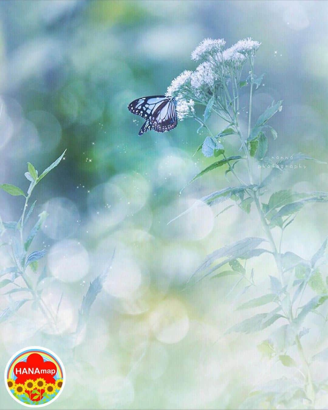 はなまっぷ❁日本の花風景さんのインスタグラム写真 - (はなまっぷ❁日本の花風景Instagram)「🌻🌺はなまっぷの夏まつり🌺🌻 * @no41n2 さんの 夏の花々に花まるを💮 * 暑さに負けずに咲き誇る素敵な夏の花々をありがとうございます😊🌺 * 🌈•••🌺•••🌻•••🌺•••🌻•••🌺•••🌈 * 🌺はなまっぷの夏まつり🌺 〜8/31まで #はなまっぷ  のタグの中から、夏のお花のお写真をご紹介させていただきます。期間中はランダムに、複数枚投稿でもご紹介させていただく場合がございます。 * #夏#日本#花 * 🌈•••🌺•••🌻•••🌺•••🌻•••🌺•••🌈 *」8月19日 8時25分 - hanamap