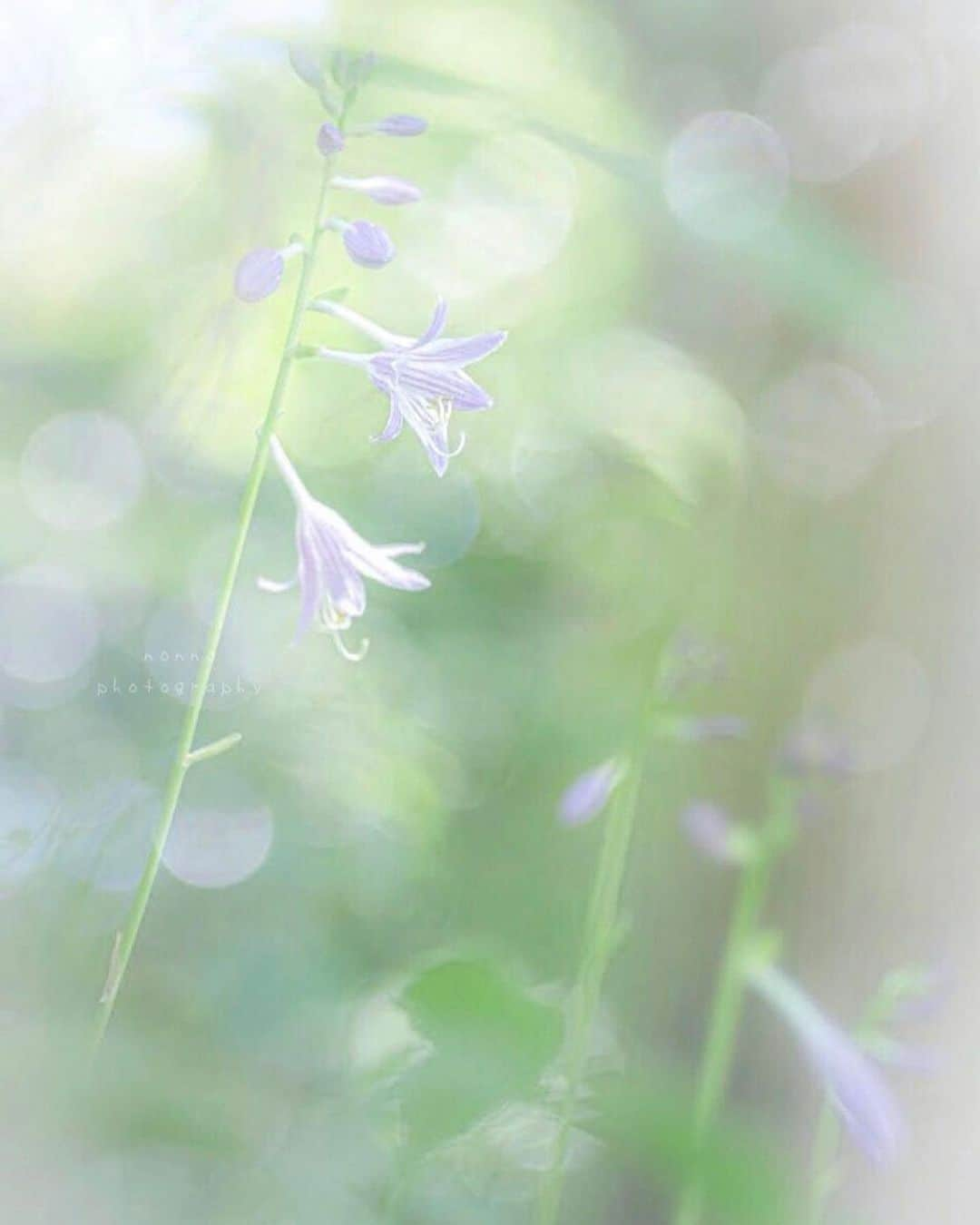 はなまっぷ❁日本の花風景さんのインスタグラム写真 - (はなまっぷ❁日本の花風景Instagram)「🌻🌺はなまっぷの夏まつり🌺🌻 * @no41n2 さんの 夏の花々に花まるを💮 * 暑さに負けずに咲き誇る素敵な夏の花々をありがとうございます😊🌺 * 🌈•••🌺•••🌻•••🌺•••🌻•••🌺•••🌈 * 🌺はなまっぷの夏まつり🌺 〜8/31まで #はなまっぷ  のタグの中から、夏のお花のお写真をご紹介させていただきます。期間中はランダムに、複数枚投稿でもご紹介させていただく場合がございます。 * #夏#日本#花 * 🌈•••🌺•••🌻•••🌺•••🌻•••🌺•••🌈 *」8月19日 8時25分 - hanamap