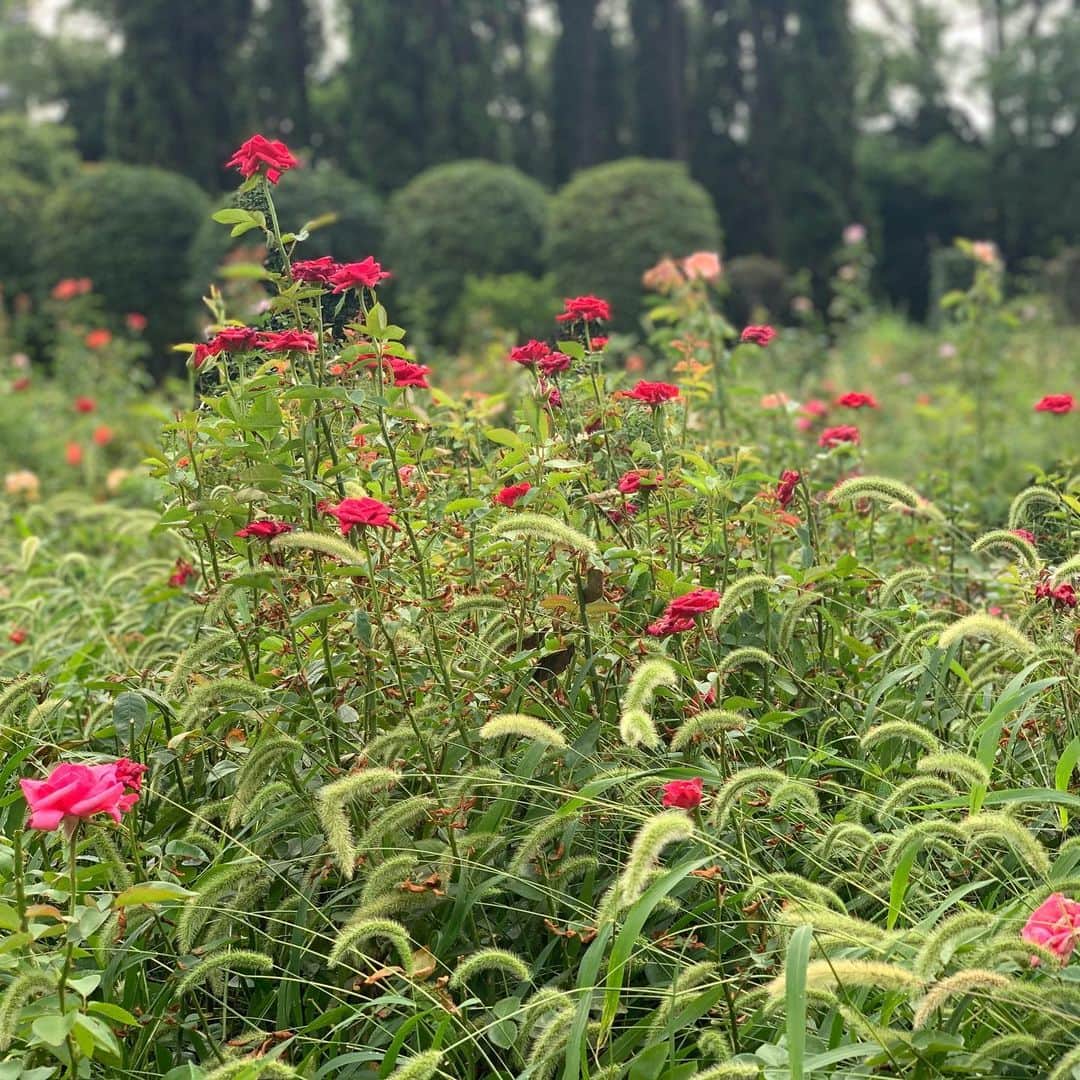 青山有紀さんのインスタグラム写真 - (青山有紀Instagram)「朝の城山公園散歩 ネコさん、シロサギたち、バラ園、山登り…とっても気持ちいい時間🌹✨」8月19日 8時30分 - yukiaoya
