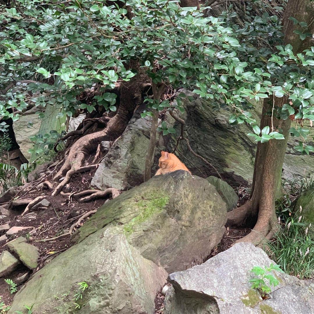 のインスタグラム：「朝の城山公園散歩 ネコさん、シロサギたち、バラ園、山登り…とっても気持ちいい時間🌹✨」