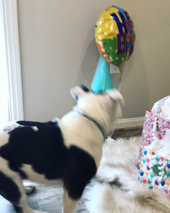Bodhi & Butters & Bubbahのインスタグラム：「My brave 5️⃣ year old 💗 . . . (He used to be afraid of balloons 🎈) . . . . #birthday #boy #happy #bulldog #party #felizcumpleaños #happy #smile #brave #dogsofinstagram」