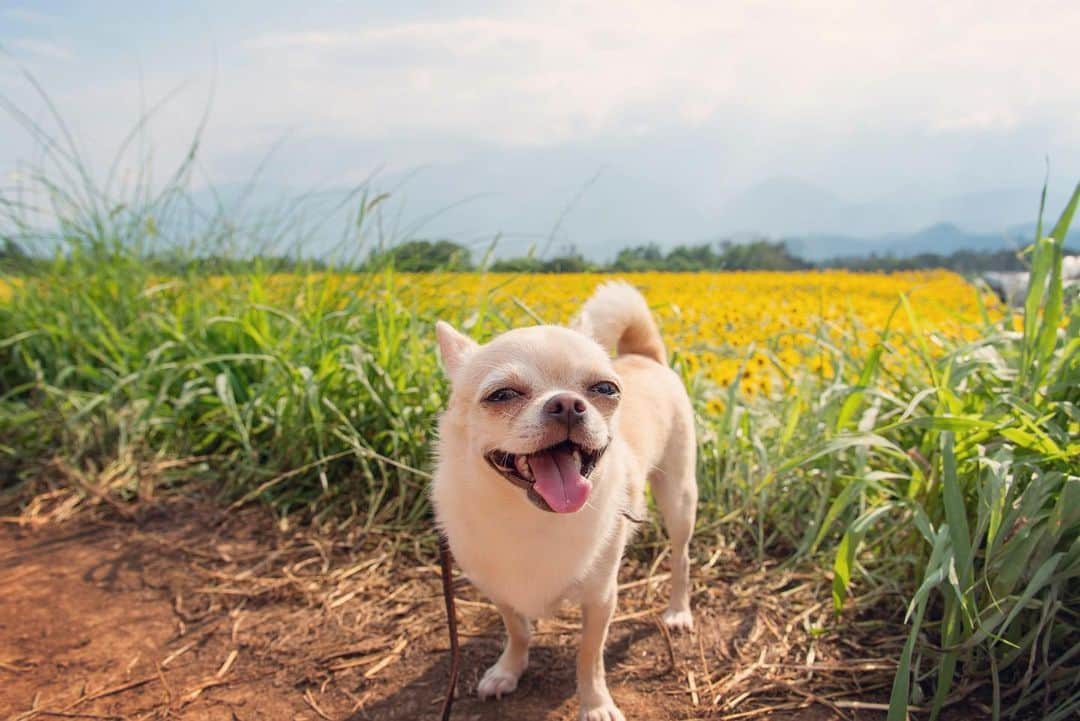 巴田みず希さんのインスタグラム写真 - (巴田みず希Instagram)「明野ひまわり🌻 ・ 見渡す限り埋め尽くされた私の背丈以上ある向日葵畑。 ・ 壮観だった😳✨ ・ 5枚目👉ハチ🐝も飛んでる！笑 ・ 娘も向日葵に夢中で、カメラ目線もらうのが難しかったよ〜でも必死で気を引いて笑なんとか撮れた笑☺️✨ ・ 暑かったけど小晴くんにも付き合ってもらったよ💕 ・ ワンコ連れは他にも居て、小晴くんも楽しそうだった🌻🐕✨ ・ ・ ・ #夏の思い出 #明野ひまわり畑 #向日葵 #ひまわり畑 #Sunflower #壮観 #ワンコ同伴 #犬同伴 #お出かけ #赤ちゃんとお出かけ #babyanddog #赤ちゃんと犬のいる生活 #12ヶ月 #12monthsbaby #whatabeautifulday #育児 #子育て #30代初ママ #新米ママと繋がりたい #女の子ママ #babyandme #babygirl #chihuahua #chihuahuaoftheday #chihuahualover #チワワ #スムチー #スムースコートチワワ」8月19日 9時01分 - mizukitomoda