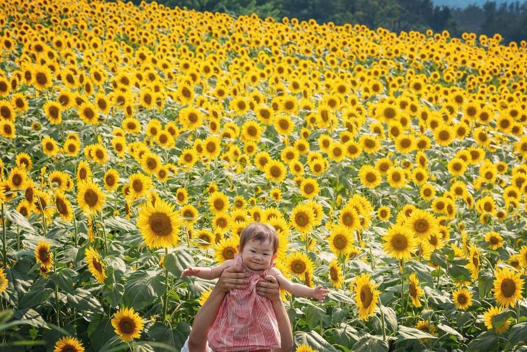 巴田みず希さんのインスタグラム写真 - (巴田みず希Instagram)「明野ひまわり🌻 ・ 見渡す限り埋め尽くされた私の背丈以上ある向日葵畑。 ・ 壮観だった😳✨ ・ 5枚目👉ハチ🐝も飛んでる！笑 ・ 娘も向日葵に夢中で、カメラ目線もらうのが難しかったよ〜でも必死で気を引いて笑なんとか撮れた笑☺️✨ ・ 暑かったけど小晴くんにも付き合ってもらったよ💕 ・ ワンコ連れは他にも居て、小晴くんも楽しそうだった🌻🐕✨ ・ ・ ・ #夏の思い出 #明野ひまわり畑 #向日葵 #ひまわり畑 #Sunflower #壮観 #ワンコ同伴 #犬同伴 #お出かけ #赤ちゃんとお出かけ #babyanddog #赤ちゃんと犬のいる生活 #12ヶ月 #12monthsbaby #whatabeautifulday #育児 #子育て #30代初ママ #新米ママと繋がりたい #女の子ママ #babyandme #babygirl #chihuahua #chihuahuaoftheday #chihuahualover #チワワ #スムチー #スムースコートチワワ」8月19日 9時01分 - mizukitomoda