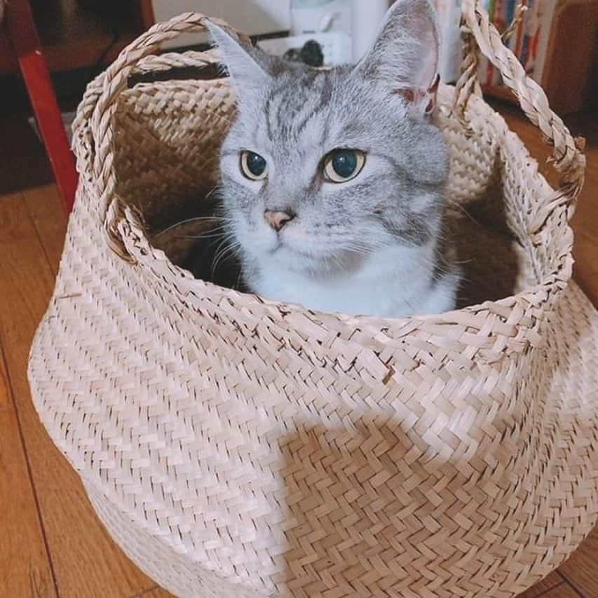 吉岡久美子さんのインスタグラム写真 - (吉岡久美子Instagram)「うちのアイドル。姫ちゃん 、 、 #ネコ #猫 #cat #マンチカン #短足 #短足マンチカン #アメショ #アメショ柄マンチカン #ねこすたぐらむ #ねこと暮らす  #つぼみ大革命 #つぼみ #吉本 #よしもと #アイドル #idol #大阪 #東京 #神戸 #ライブ #instagood #いいね👍  #いいね #フォロー #ふぉろーみー #フォローミー #フォロー希望」8月19日 8時59分 - kuunyaaan