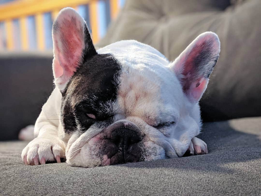 Manny The Frenchieさんのインスタグラム写真 - (Manny The FrenchieInstagram)「Maybe this sleeping face will scare off Monday.」8月19日 9時18分 - manny_the_frenchie