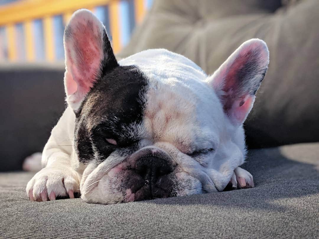 Manny The Frenchieのインスタグラム：「Maybe this sleeping face will scare off Monday.」