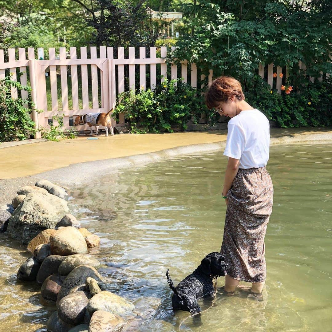 石田一帆さんのインスタグラム写真 - (石田一帆Instagram)「. 週末はドギーズアイランドへ🐕 . リリーとこっちゃん初コラボ♡ たくさん走り回ってお水遊びしてて 楽しそうな姿を見れてよかった☺️🌻 . しおりん、しおりん彼 連れてってくれてありがとう🥰 . #doggysisland#dogrun#puppy#dog#instadog#dogoftheday#cockerpoo#cockerpoosofinstagram#cockerpoopuppy#cockapoo#cockapoosofinstagram#cockapoopuppy#mix犬#ドギーズアイランド小谷流の里#ドギーズアイランド小谷流#小谷流の里#ドギーズアイランド#ドッグラン#コッカプー#犬のいる暮らし#わんこのいる生活」8月19日 18時42分 - ishidakazuho