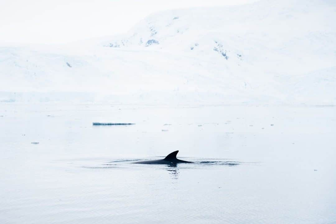 National Geographic Travelさんのインスタグラム写真 - (National Geographic TravelInstagram)「Photo by @max.lowe I Silent and with barely but a ripple the white scape of the bay on the Antarctic peninsula was broken by a tiny black dorsal fin of a Minke Whale, reminding me once again what might lay below the empty surface. Follow @max.lowe to see more from my time in Antarctica.」8月19日 19時04分 - natgeotravel