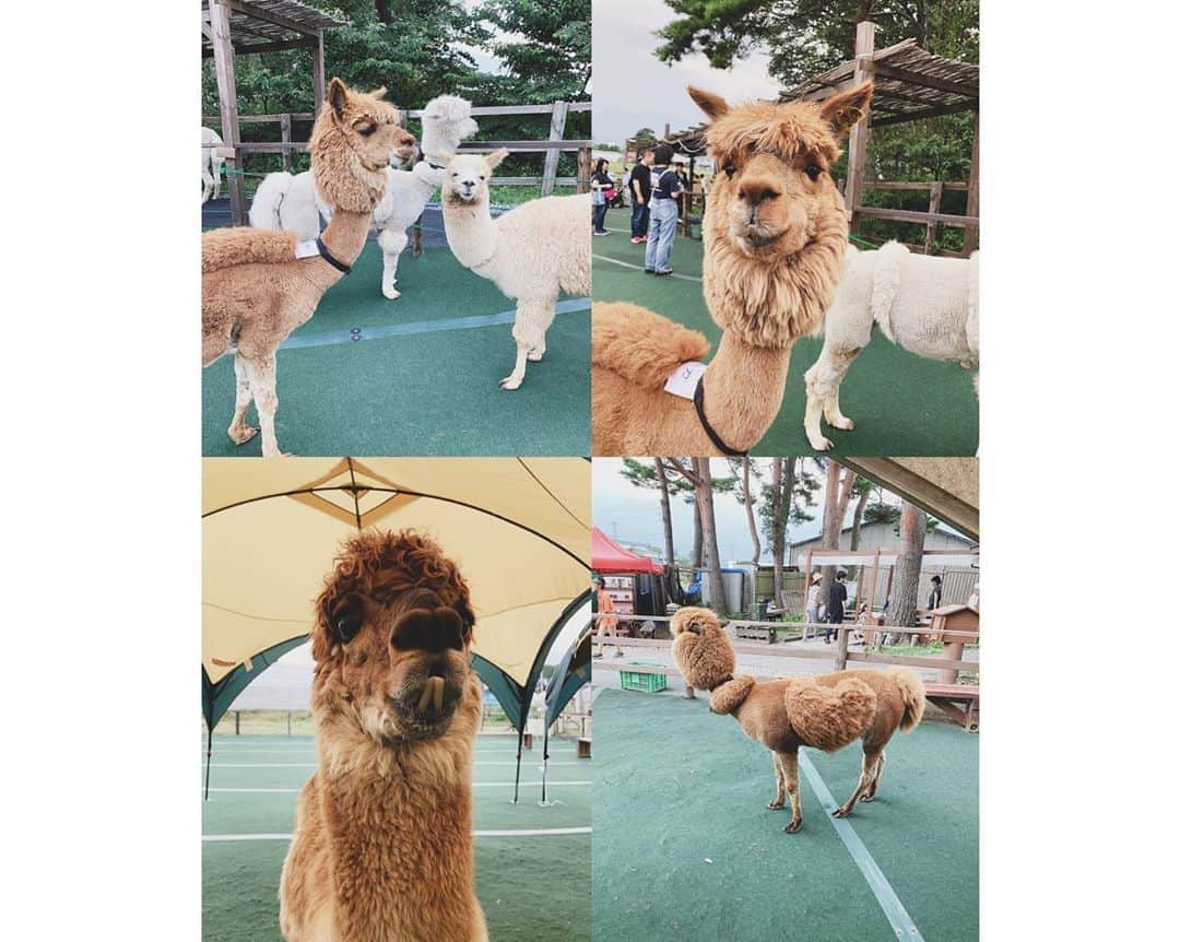 鈴木えみさんのインスタグラム写真 - (鈴木えみInstagram)「お久しぶり🤳🏻🦙💕 #アルパカ #セルフィー慣れ」8月19日 19時29分 - emisuzuki_official