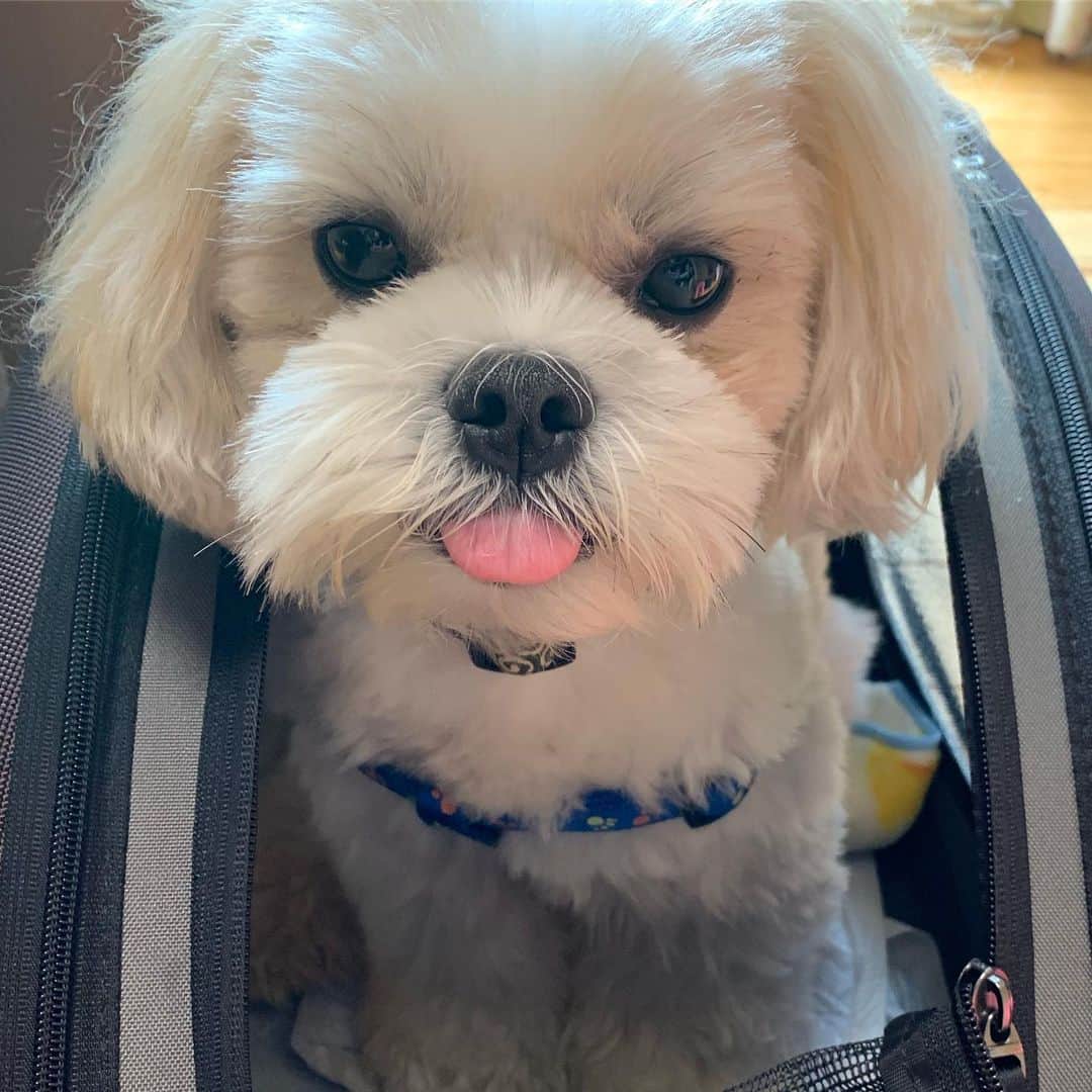 のインスタグラム：「いっっっぬっ🐶🐶 #家の天使」