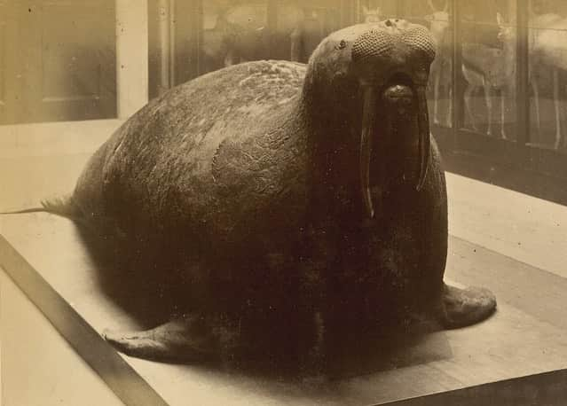 大英博物館さんのインスタグラム写真 - (大英博物館Instagram)「📸🦈 These photos were taken by Frederick York in 1875, when the Museum still had a huge number of natural history specimens on display – including a taxidermied walrus and a shark!  By the mid-19th century the Museum’s natural history collections had grown too large to house in one institution. In the 1880s all the specimens were moved to a new home – now the @natural_history_museum  Take a look at the history of photography at the Museum from the 1840s to today via the #linkinbio.  #WorldPhotographyDay #BritishMuseum #photography #naturalhistory #London #UK」8月19日 19時59分 - britishmuseum