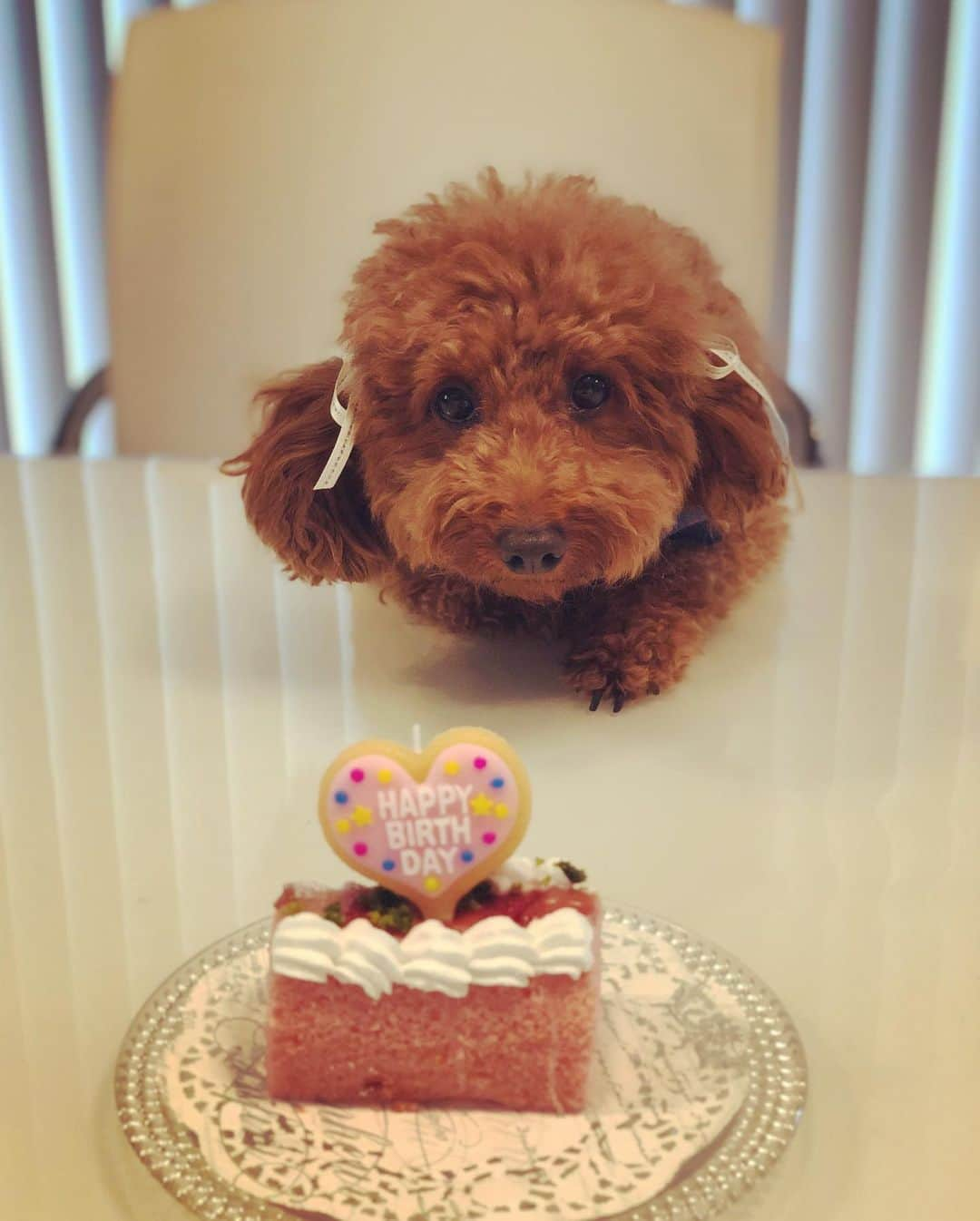 黒木晃平さんのインスタグラム写真 - (黒木晃平Instagram)「2019.8.18 ララ4歳の誕生日おめでとう🎊 毎日本当に癒されてます^ ^ これからもずっと元気で甘えん坊のままでいてください！ #トイプードル #いぬすたぐらむ #誕生日 #小梅も4歳#チワワ #メスだけどイケメン」8月19日 11時04分 - kurokikouhei