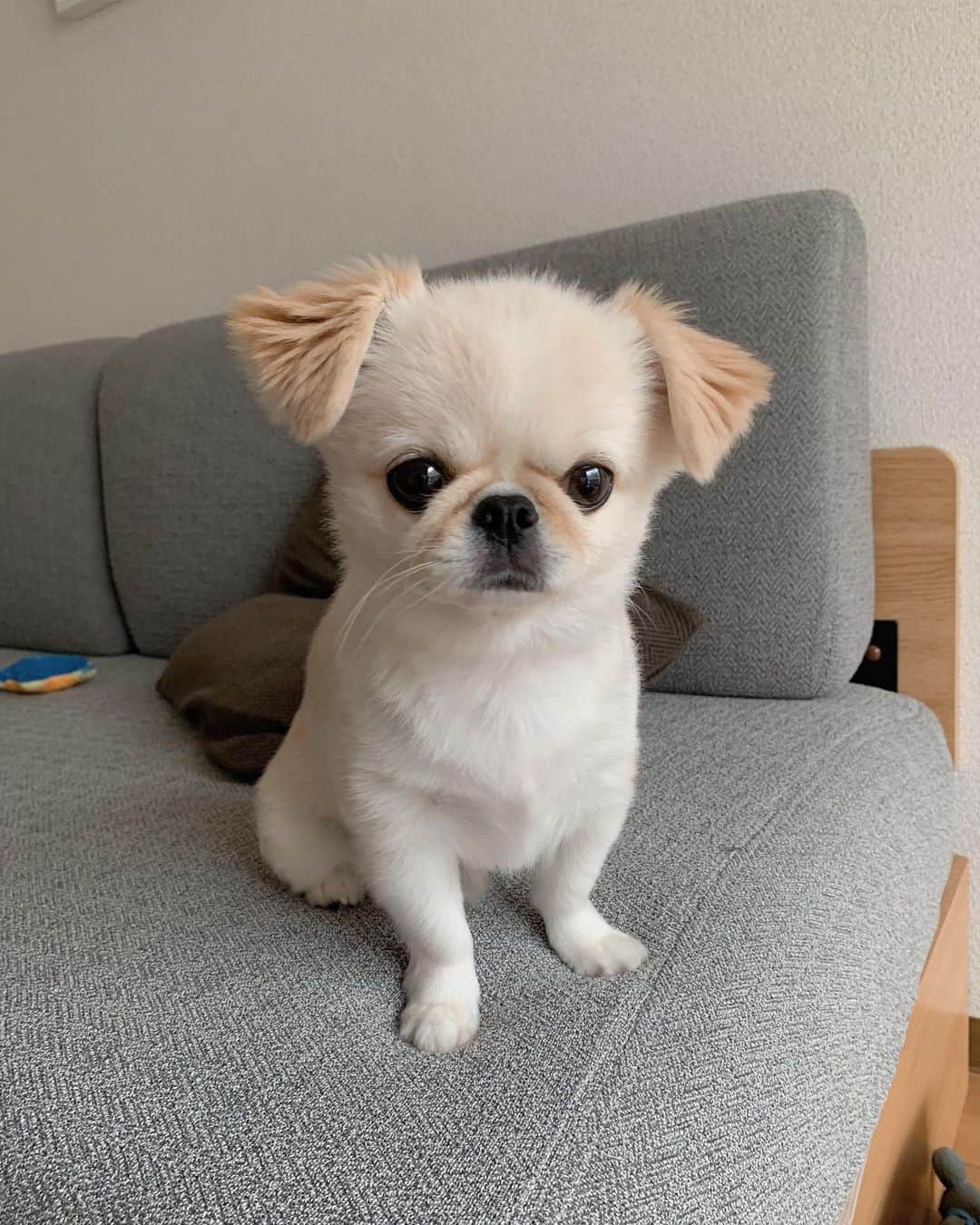 おもちくんさんのインスタグラム写真 おもちくんinstagram 天才すぎないた Buelcoだいすき 8月24日 9時32分 Omochi Kun