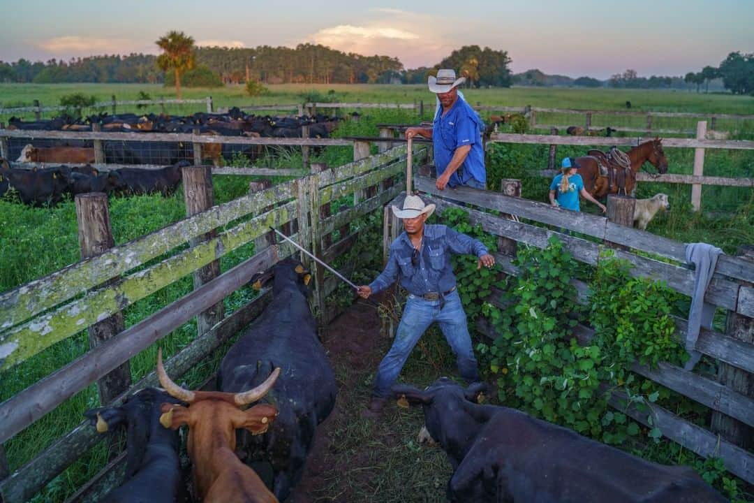 ナショナルジオグラフィックさんのインスタグラム写真 - (ナショナルジオグラフィックInstagram)「Photo by Carlton Ward Jr @carltonward | During summer shipping season, ranchers across Florida ride out in the predawn darkness to gather their herds. During the week in July that I spent with the Seminole tribe at their Big Cypress Reservation, the cattle from each morning’s first pasture had already reached the pens well before sunrise. That’s when the real work begins. Some calves are sold to market, some are held back to replenish the herds, others are kept to raise as show calves by students in the 4-H club. Here Seminole ranch foremen Andre Jumper and Bobby Yates sort and part cattle. Jumper, once a linebacker for the FSU Seminoles, said that sorting cattle through the hopper (the funnel before the chute) felt like football practice. Bringing cattle to the pens is also the time to get head counts. Ranchers check numbers against the previous count to know how many calves have been lost, in some cases to coyotes, bears, and panthers. There can be tension with wildlife, but without ranches in Florida there would not be enough habitat to support wide-ranging animals like the endangered Florida panther. We as conservationists need to support policies that allow panthers to be assets to ranchers, not just potential liabilities. In rapidly developing Florida, panthers and ranchers are both endangered species. Investing in the land conservation needed to keep the Florida Wildlife Corridor intact is the best hope for preserving ranches and the continued recovery of the panther. See rare photos of Florida panthers @carltonward. #pathofthepanther @fl_wildcorridor @natgeoimagecollection #seminole #ranch #floridawild #keepflwild」8月19日 11時32分 - natgeo