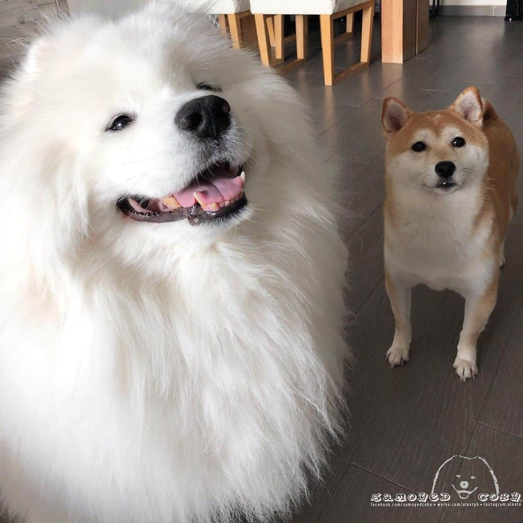 Alex Toさんのインスタグラム写真 - (Alex ToInstagram)「Waiting for snacks 😋😋😋 #cute #dog #doglover #dogsofinstagram #dogoftheday #dogofthedayjp #dogstagram #fluffy #hkig #hongkong #ilovemydog #instadog #instagood #instamood #instagraphy #shibainu #samoyedoninstagram #pet #petlovers #petsofinstagram #petstagram #photooftheday #puppy #pupsofinstagram #samoyed #samoyedsofinstagram #webstagram #犬 #サモエド」8月19日 11時52分 - alexto