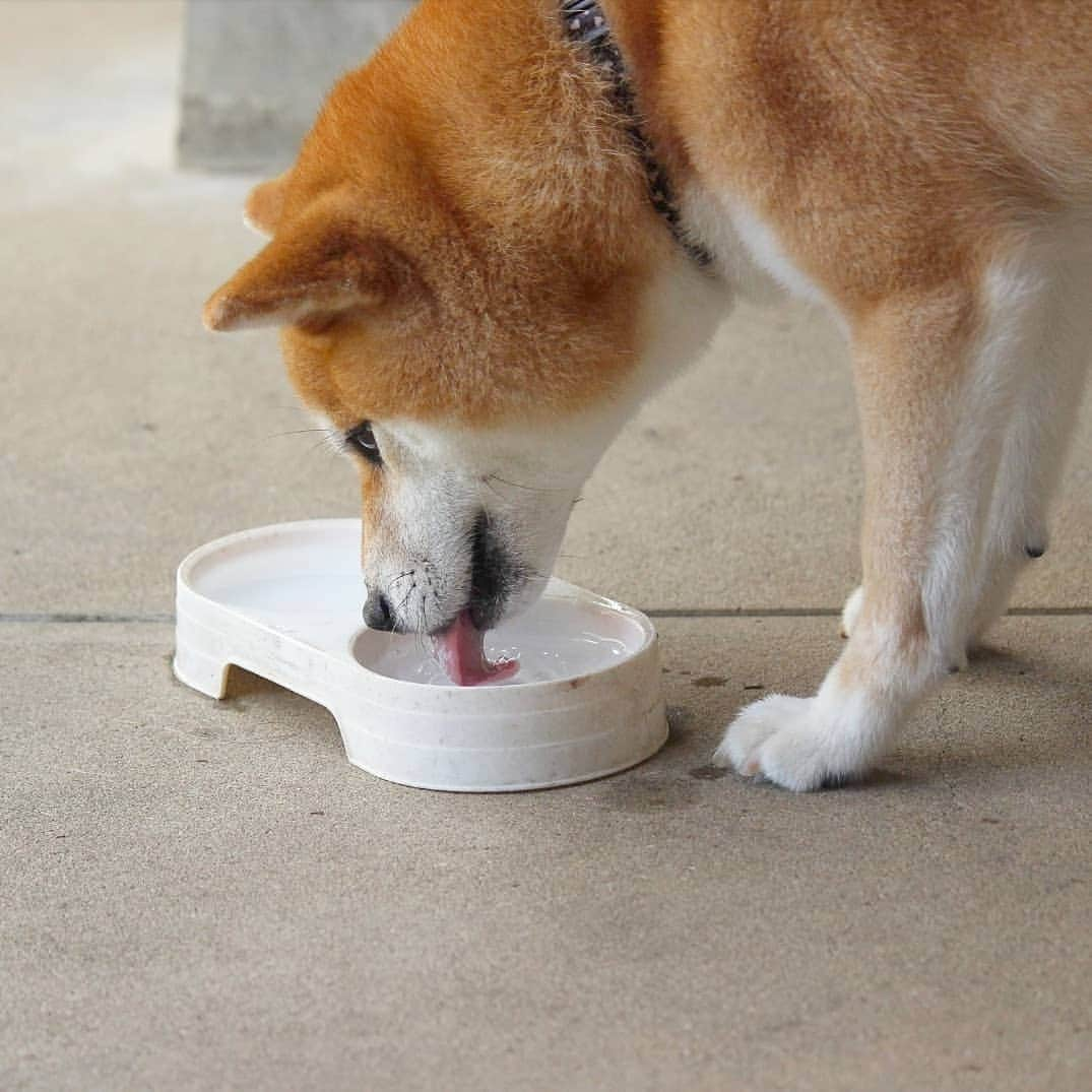 柴犬たま Shibainu Tamaのインスタグラム