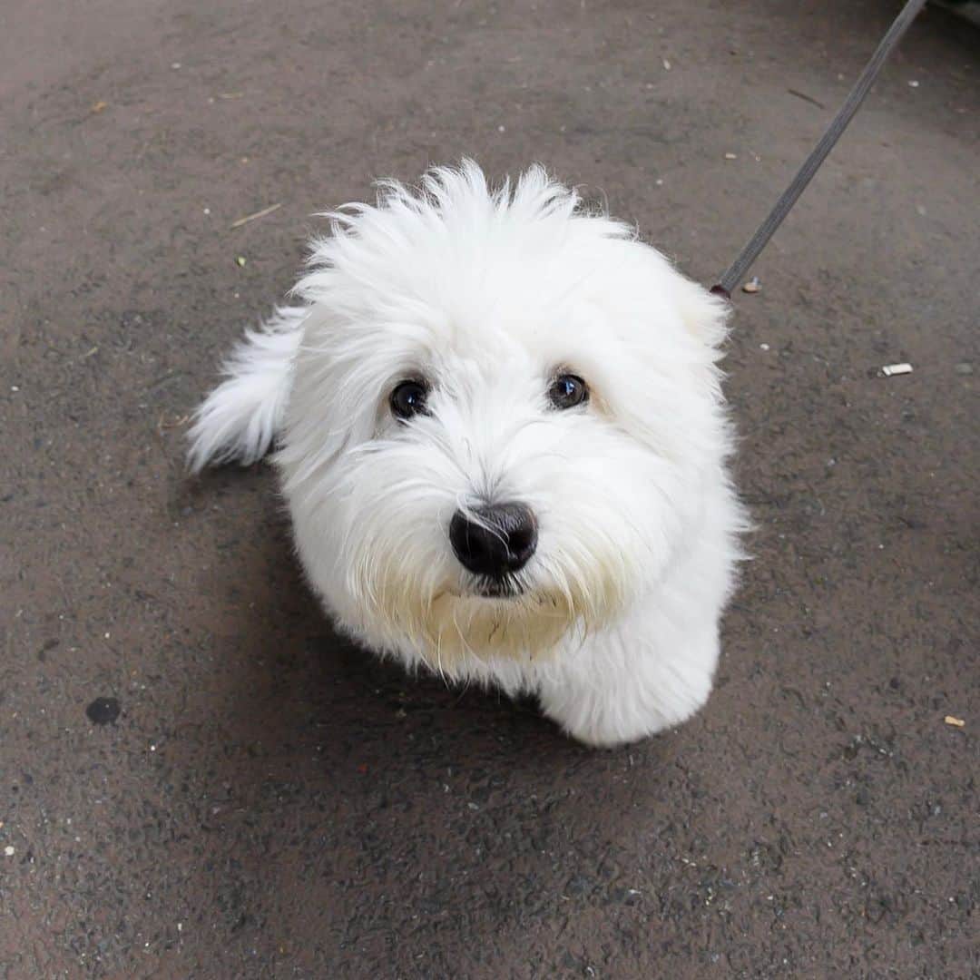 The Dogistさんのインスタグラム写真 - (The DogistInstagram)「Baxter, Coton de Tulear (5 m/o), Frankfort & Gold St., New York, NY • “He likes to eat my shoes. He runs really fast when he gets one like I’m not going to notice it.” @baxterthebaxlor」8月19日 12時09分 - thedogist