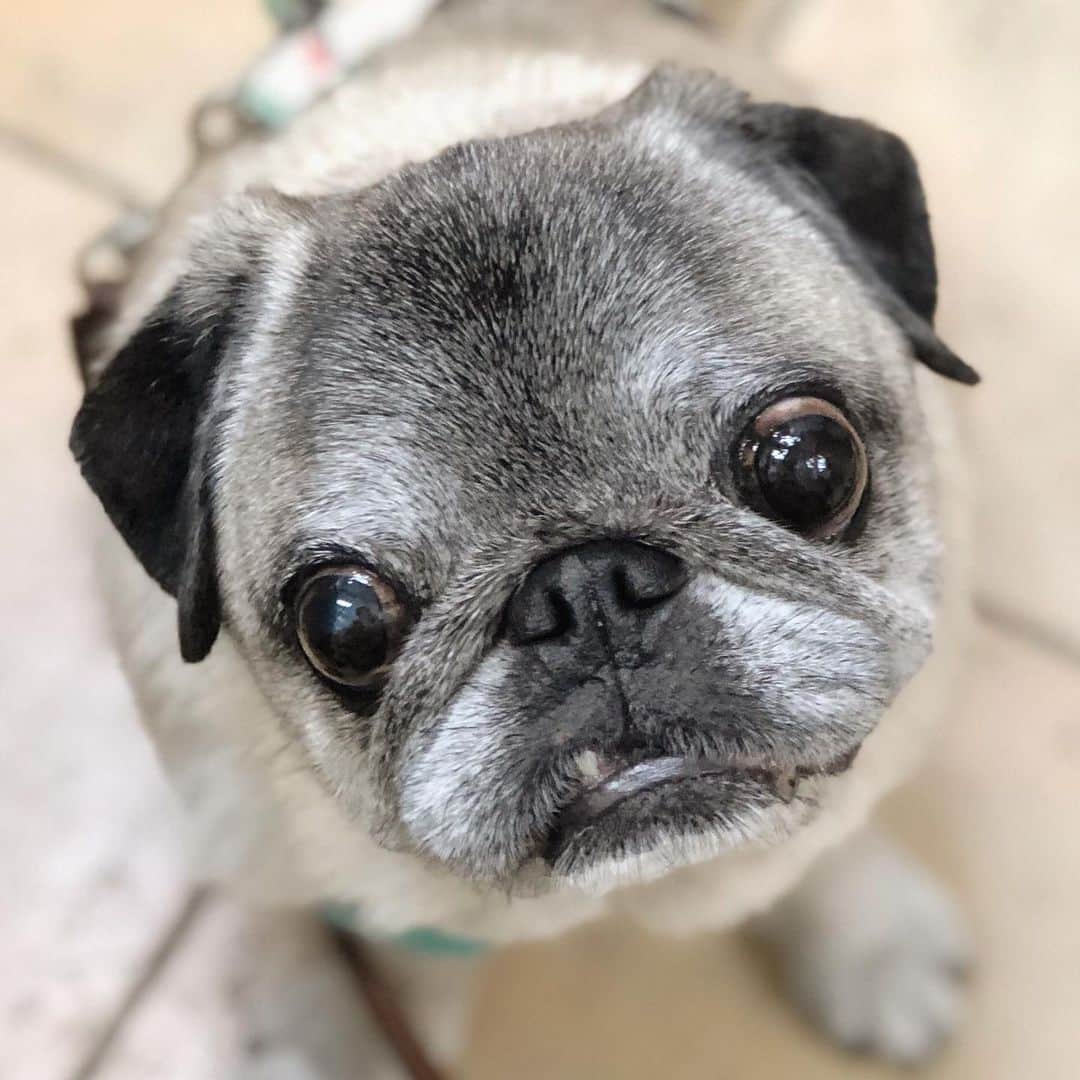 八兵衛のインスタグラム：「Hi,there(ᵔᴥᵔ) * * 休み明けちゃったねぇ * * #ほぼ黒パグ #おじいちゃん犬 #パグ #pug #puggy #puglife #puglove #petstagram #pugstagram #pugsofinstagram #pugs #dog #ふわもこ部  @igersjp #IGersJP #east_dog_japan #pecoイヌ部 #八兵衛 #はちべえ #朝ワンコ夕ニャンコ」
