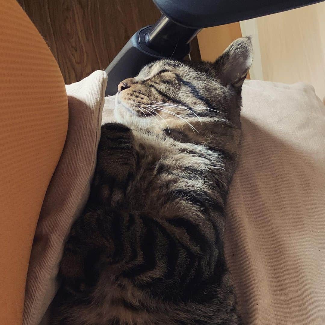 Musashiさんのインスタグラム写真 - (MusashiInstagram)「おはムサシ！ アームを枕に熟睡。椅子寝マスターのワザが光る2枚目。Sleep well.😴 #musashi #mck #cat #キジトラ #ムサシさん #ねこすたぐらむ #musashi_the_cat」8月19日 13時02分 - _daisy