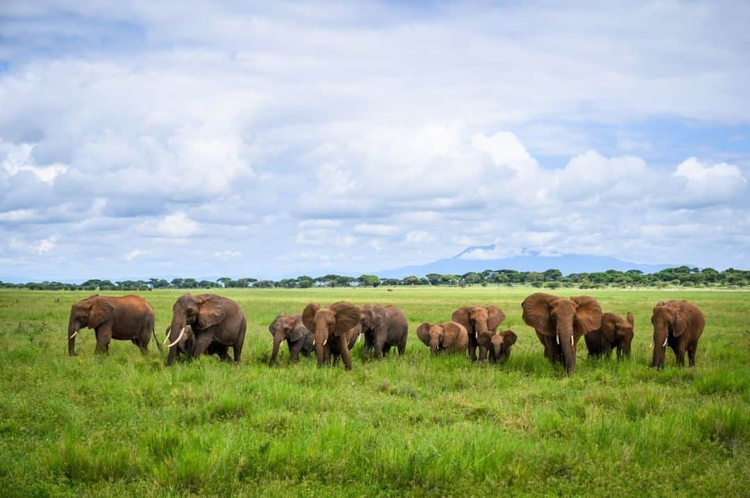 National Geographic Travelさんのインスタグラム写真 - (National Geographic TravelInstagram)「Photo by @taylorglenn | A herd of elephant stand in the Silale swamp of Tarangire National Park, Tanzania. Follow @taylorglenn for more from Africa and beyond. #elephant #safari #tanzania」8月19日 13時04分 - natgeotravel