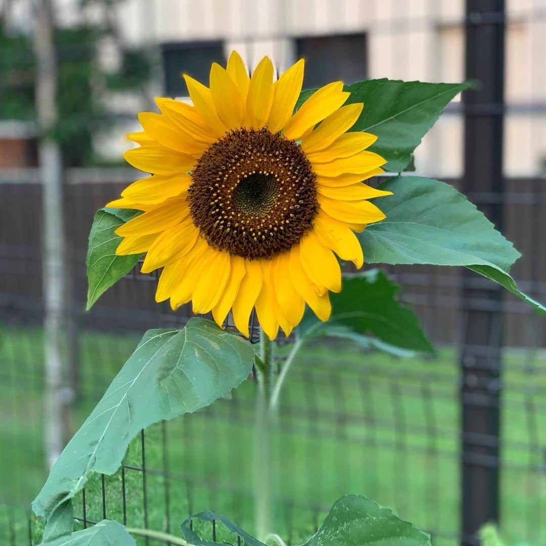 藤咲えりさんのインスタグラム写真 - (藤咲えりInstagram)「散歩中に見つけた向日葵。 懐かしい方から頂いた向日葵。  #向日葵」8月19日 13時56分 - eri_fujisaki91