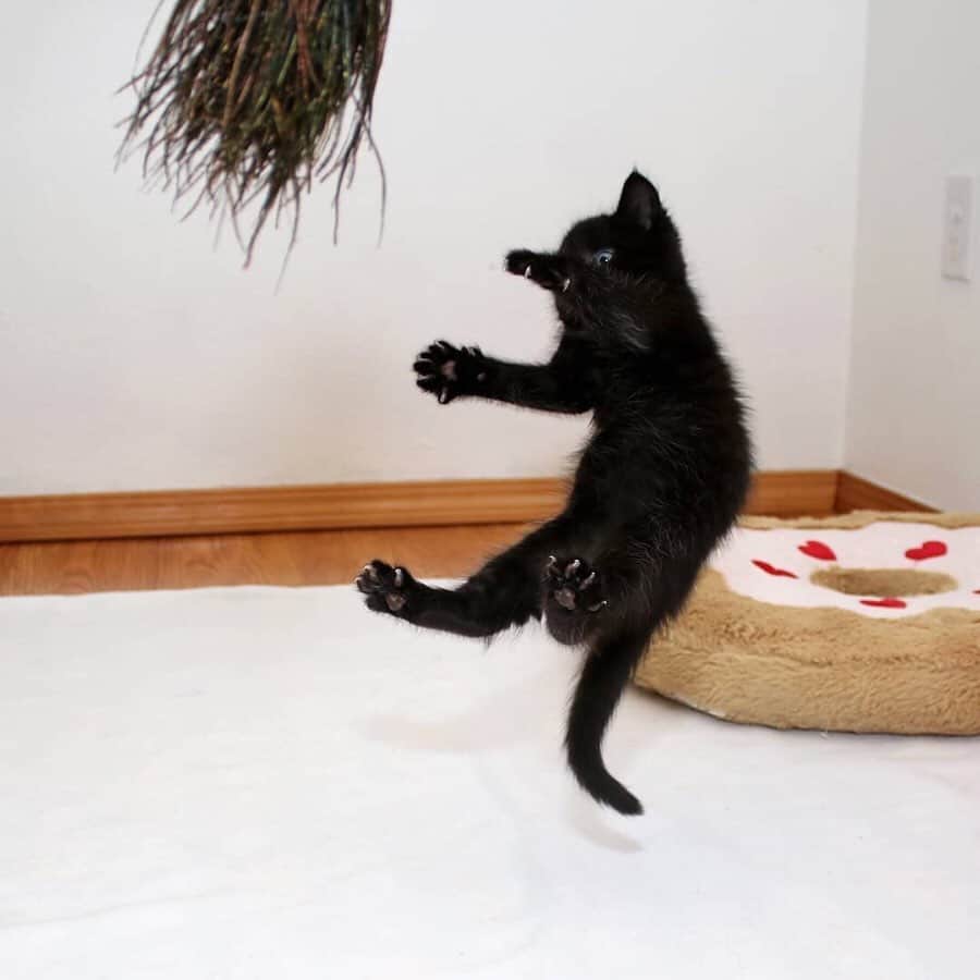Cats of Instagramさんのインスタグラム写真 - (Cats of InstagramInstagram)「From @love2foster: “Dancing bears!” #catsofinstagram」8月19日 14時03分 - cats_of_instagram