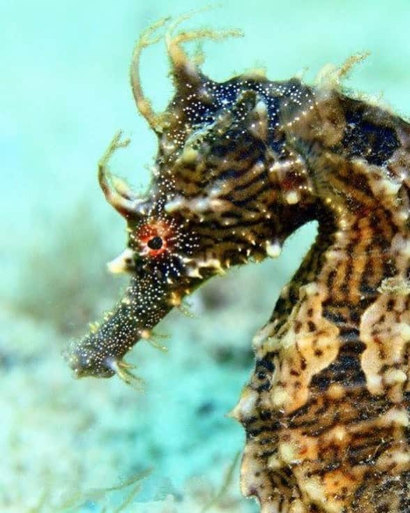 アメリカ自然史博物館さんのインスタグラム写真 - (アメリカ自然史博物館Instagram)「In the wild, lined seahorses (Hippocampus erectus) often hide among grasses, mangroves, or corals. They change color to match the plants, animals, and other surfaces around them. Only recently, scientists discovered that their bodies are also fluorescent, glowing soft red, with green around the eyes. Like other colors found in nature, fluorescent colors can help animals stand out or blend in—but only for those whose eyes are equipped to see their glowing light. In deeper waters, most fish are attuned to light in the blue-green part of the spectrum and can’t see red light. So at certain depths, a red fluorescent fish only looks bright to a select few.  Photo: MattSullivan」8月19日 14時28分 - amnh