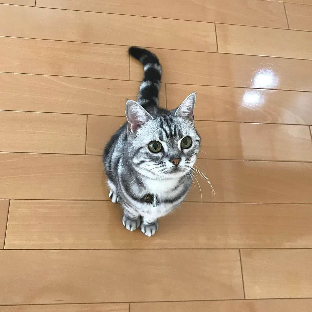 PECOねこ部さんのインスタグラム写真 - (PECOねこ部Instagram)「. 「ちょうだいにゃ✨」 #おやつがほしいにゃと #顔を見上げて #おねだりする #ココちゃん🐈💕 #そんな真っ直ぐに #見つめられたら #いっぱいあげたくなっちゃうよ😍 #regram：@chayako.coco  素敵な写真を投稿してくださったのは… @chayako.coco さん 他にも素敵なお写真がたくさんあるので、ぜひ遊びに行ってみてください！  #ペコねこ部 をつけて投稿すると… PECOで楽しくご紹介させていただきます✨」8月19日 14時34分 - pecocats