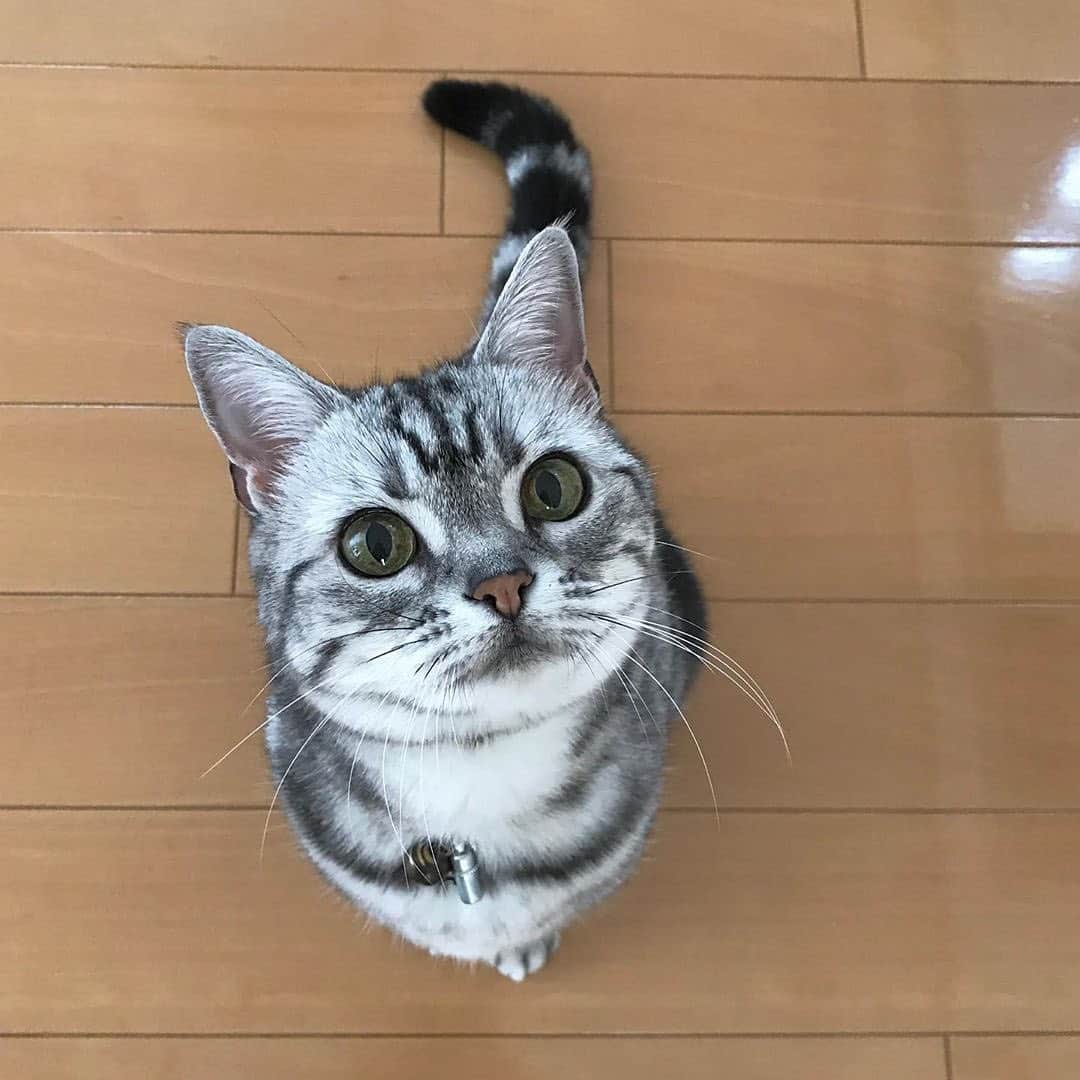 PECOねこ部さんのインスタグラム写真 - (PECOねこ部Instagram)「. 「ちょうだいにゃ✨」 #おやつがほしいにゃと #顔を見上げて #おねだりする #ココちゃん🐈💕 #そんな真っ直ぐに #見つめられたら #いっぱいあげたくなっちゃうよ😍 #regram：@chayako.coco  素敵な写真を投稿してくださったのは… @chayako.coco さん 他にも素敵なお写真がたくさんあるので、ぜひ遊びに行ってみてください！  #ペコねこ部 をつけて投稿すると… PECOで楽しくご紹介させていただきます✨」8月19日 14時34分 - pecocats