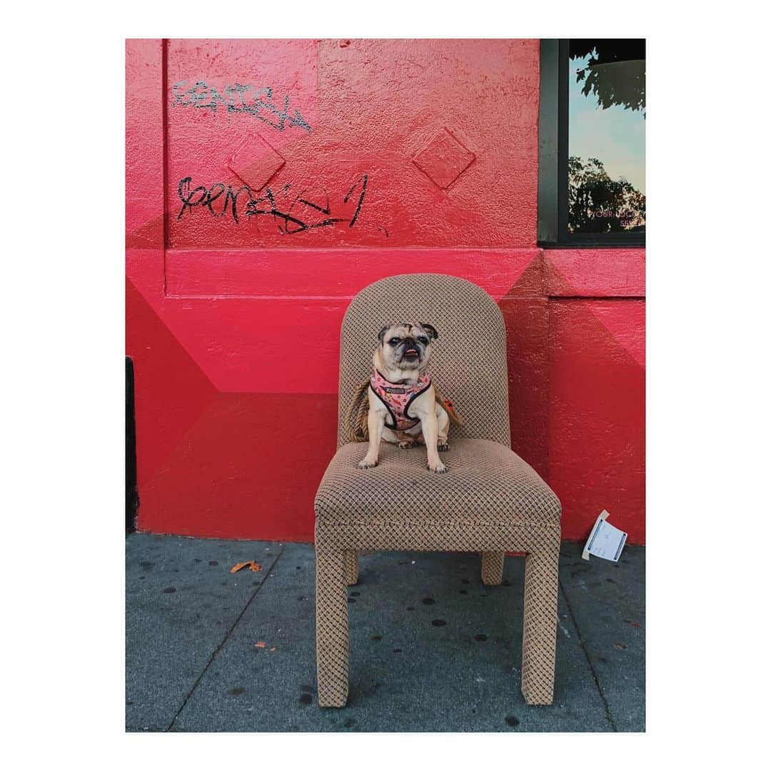 Melissa Santiagoのインスタグラム：「Just a blep on the radar. 👅#LeicaHarrietPancakes #DailyPug #DiscardedChairsOfTheMission #Pug」