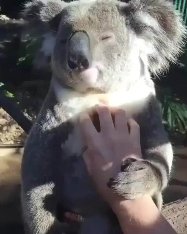 Australiaのインスタグラム