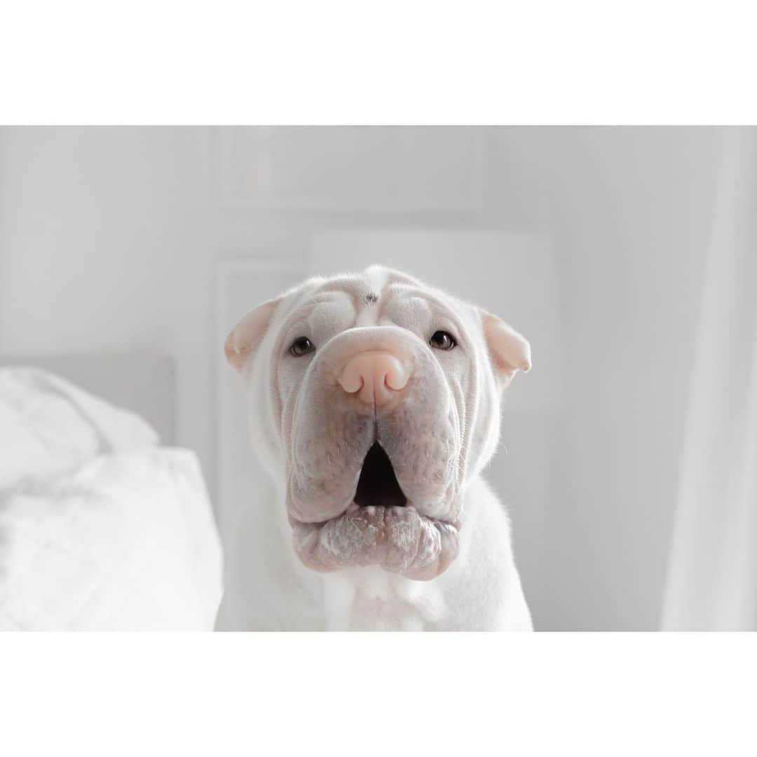 annie&pADdinGtoNさんのインスタグラム写真 - (annie&pADdinGtoNInstagram)「When you’re told over and over not to jump on the bed then hear something break.. #itwasthekitties #naughty #lambington #sharpei #sharpeisofinstagram #sharpeilove #love #wrinkles #dog #dogs #doggo #bark #barked #pastel #cutepetclub #instagood #weeklyfluff #iloveyoutothemoonandback」8月19日 15時09分 - anniepaddington