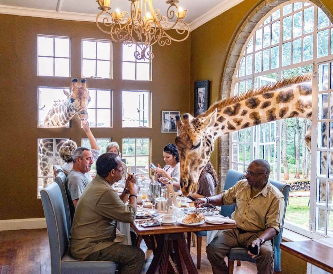 詩歩さんのインスタグラム写真 - (詩歩Instagram)「🦒﻿ ﻿ ずっと憧れてた、ケニア・ジラフマナーでの朝食🍽﻿💕 Breakfast with giraffes in Kenya! ﻿ ﻿ 朝食を食べる時間になると、全12頭のキリンたちがホテルの建物に遊びにきます。﻿ 閉じた窓の向こうから「開けて〜！」と言わんばかりに部屋を覗いてくるので開けてあげると、﻿ 長い首をぐい〜っと伸ばして、ごはんを狙いにきます🍚﻿ （もちろん人間のは×なので、キリン用のエサをあげます🦒）﻿ ﻿ その姿が本当に可愛くて😍﻿ 最後はカメラそっちのけでエサだけ永遠にあげつづけちゃいました。﻿ ﻿ 🦒﻿ ﻿ ジラフマナーのホテルは全12室。﻿ 数が少ない上に、みんなお互い写真を撮りまくるので、キリンを介して仲良くなれます☺﻿ ちなみに英国から来たこの皆さんとは、2日後にロイサバホテルでも遭遇するというミラクル！﻿ 「地球って狭いね〜」と、より仲良くなれました☺🌏﻿ ﻿ ﻿#shiho_kenya 📍ジラフマナー／ケニア　ナイロビ﻿ 📍Giraffe manor／Kenya Nairobi﻿ ﻿ ﻿ ﻿ ©詩歩／Shiho」8月19日 15時10分 - shiho_zekkei