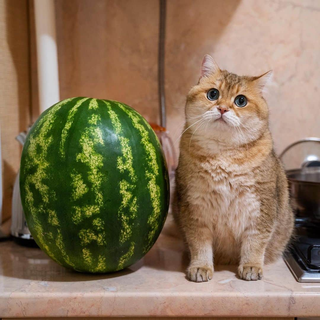 Hosicoさんのインスタグラム写真 - (HosicoInstagram)「I got hungry last night and I ate the other watermelon 🍉 🍉」8月19日 15時18分 - hosico_cat