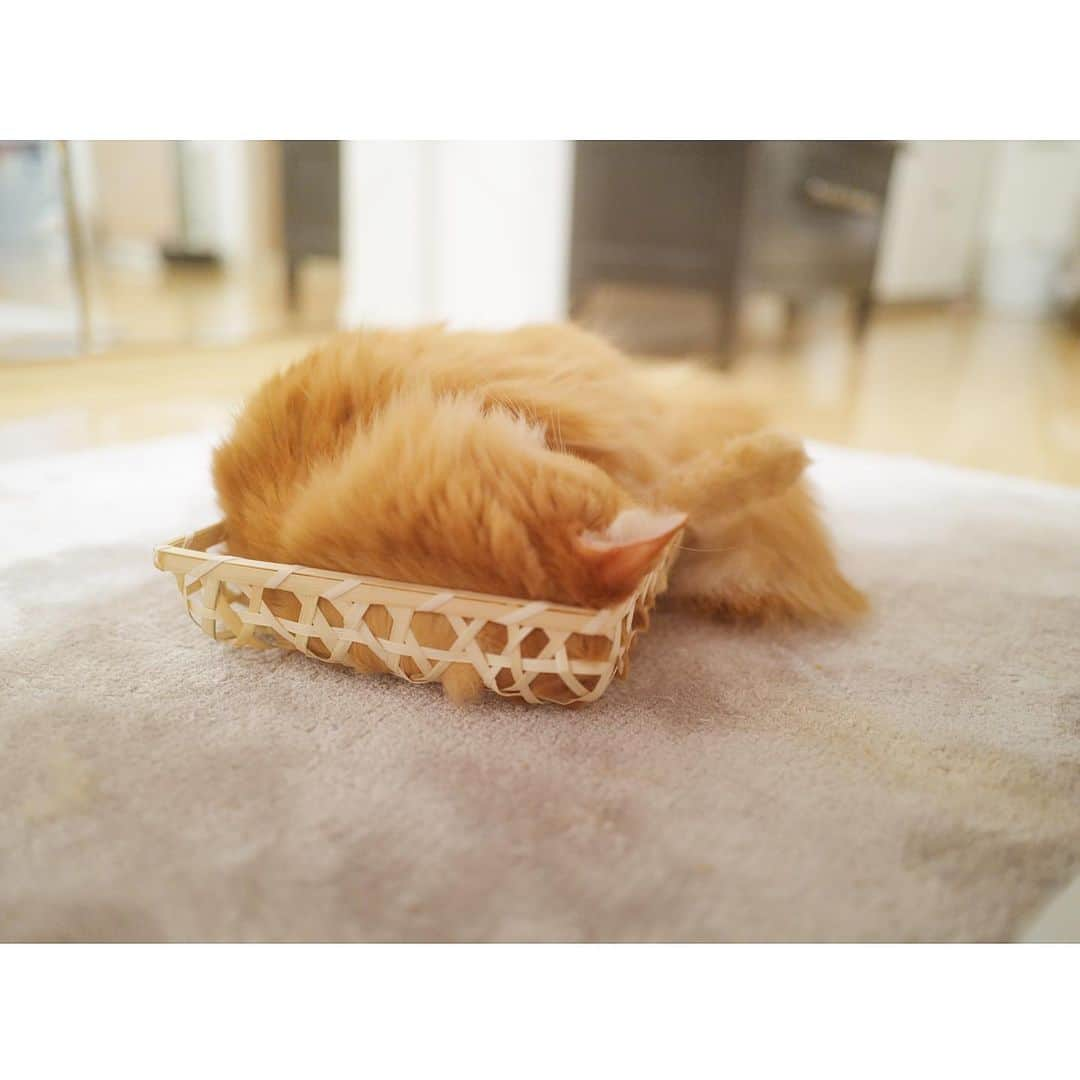 石井美保さんのインスタグラム写真 - (石井美保Instagram)「籠猫🐱 無理矢理入ってる😂２枚目とか、半分以上はみ出てるしね。」8月19日 15時31分 - miho_ishii