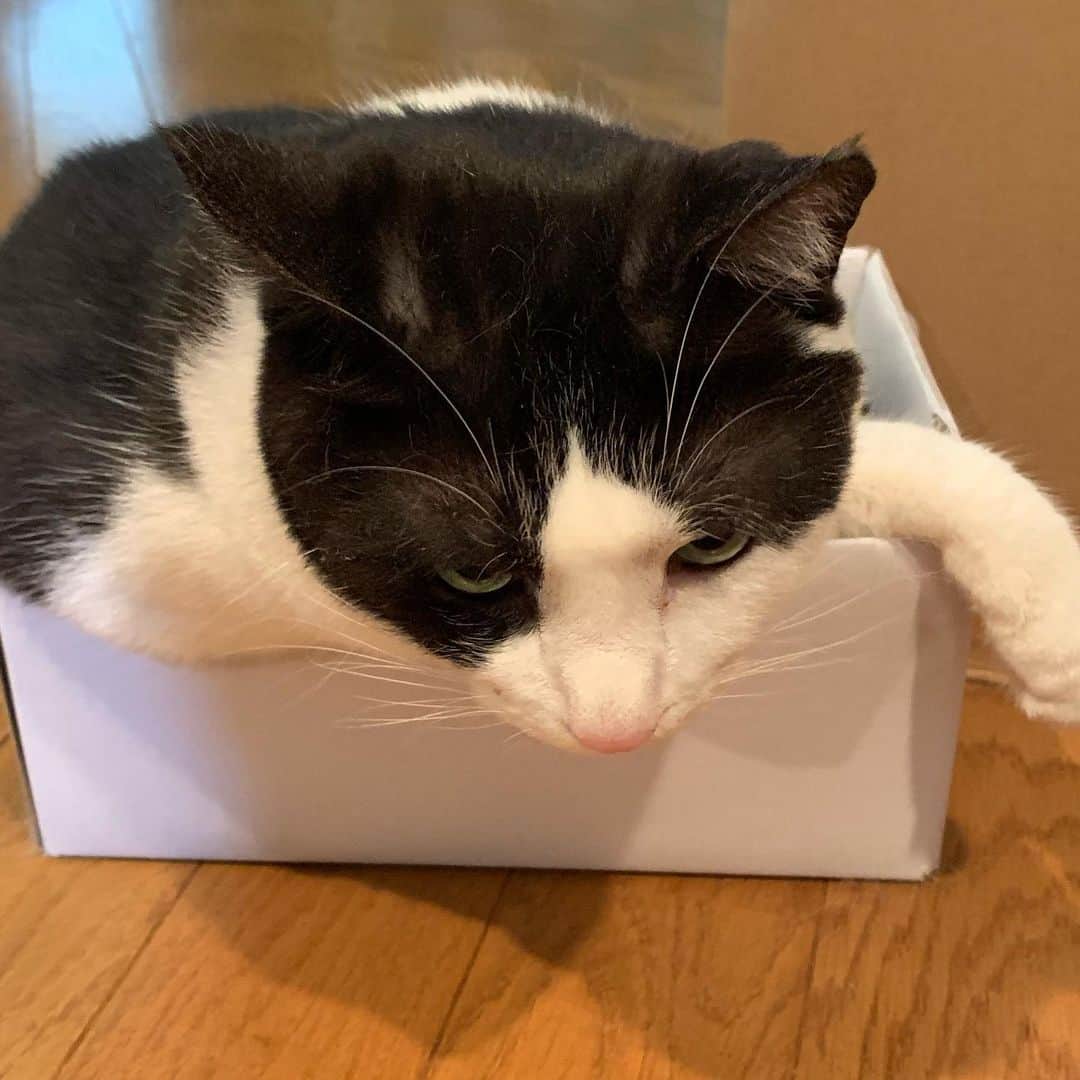 野間美由紀のインスタグラム：「今日もチビ箱イン😾」