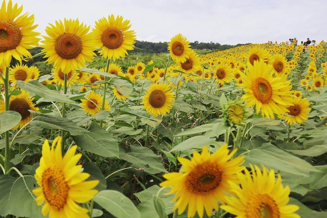 Rediscover Fukushimaさんのインスタグラム写真 - (Rediscover FukushimaInstagram)「The flowers at Sannokura Highlands in Kitakata City we’re in full bloom today. I definitely recommend you visit them this week 😊🌻」8月19日 16時58分 - rediscoverfukushima