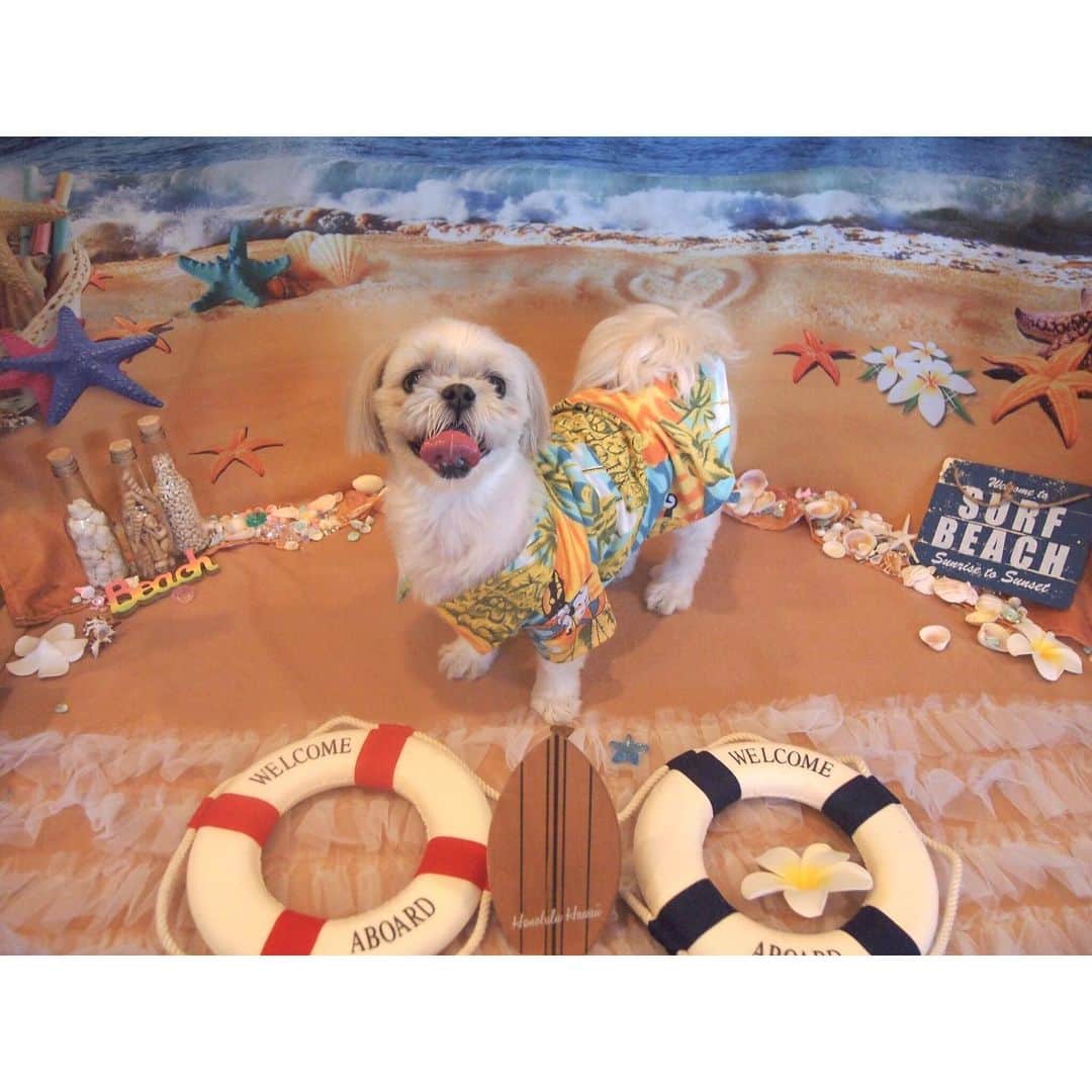 のインスタグラム：「いい顔してる～♡﻿ 先日のドッグカフェ♥︎﻿🌴﻿ ﻿ 🌻﻿ ﻿ #シーズー﻿ #キジトラ #シーズー大好き部﻿ #ドッグカフェ#dogCafe﻿ #ラブリーノン#lovelynon﻿」
