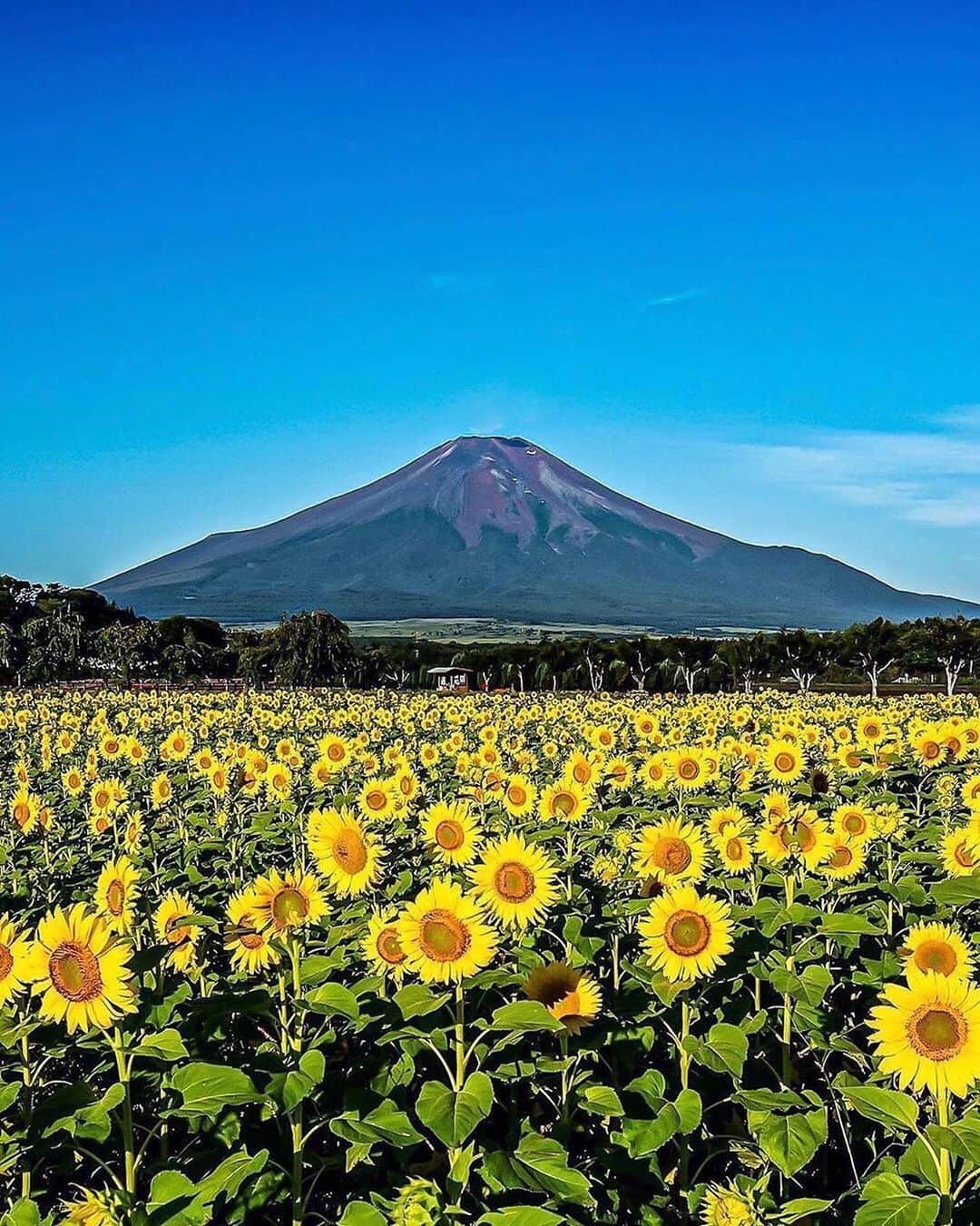 aumoさんのインスタグラム写真 - (aumoInstagram)「【#ひまわり畑 ×#夏の思い出 】 .  山梨県にある「#花の都公園 」にて撮影されたお写真📸 .  富士山をバックに、標高1,000mの高原にある花の都公園。 四季折々の景色を楽しむことができるこちらのスポットは、夏はひまわりで黄色の絨毯が…🌻 8月ももう後半！ぜひひまわり畑を訪れて思い出を作ってみてくださいね✨ . Credit：@ri_cam93 さん 素敵なお写真をありがとうございます！ . あなたが撮影した素敵な写真に 「#aumo」を付けて教えてください♡ あなたの投稿が明日紹介されるかも♪ . aumoアプリは毎日配信！おでかけや最新グルメなどaumo読者が気になる情報が満載♡ ダウンロードはプロフィールのURLから✔︎ (iPhone&Android版) . . #山梨#山中湖#山中湖花の都公園 #橋 #インスタ映え #インスタ探検隊 #女子旅#絶景#絶景スポット #旅  #team_jp_ #igersjp #japan_daytime_view #wu_japan  #bestjapanpics #japan_of_insta #art_of_japan_ #ptk_japan #photo_jpn #lovers_nippon #tokyocameraclub #あなたとみたい景色#フォトジェニック#はなまっぷ #夏旅」8月19日 17時15分 - aumo.jp
