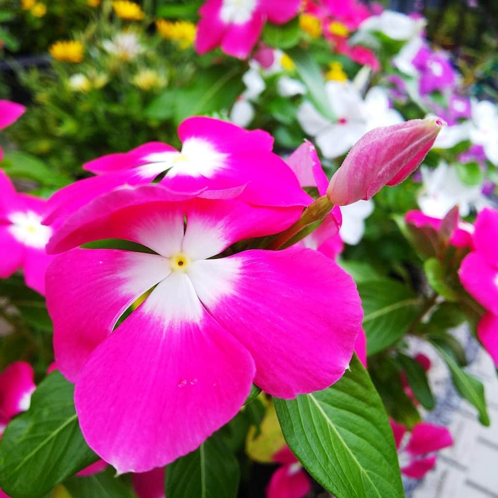 みながわゆみさんのインスタグラム写真 - (みながわゆみInstagram)「#ニチニチソウ #にちにちそう #日日草 #紫色 #ピンク #かわいい #きれい #癒される #はな #花 #flower #はなまっぷ #花まっぷ #花の写真 #花撮り #花写真 #花好きな人 #花好きな人と繋がりたい #写真好き #写真好きな人と繋がりたい #感謝 #ありがとう」8月19日 17時26分 - nama.09.19