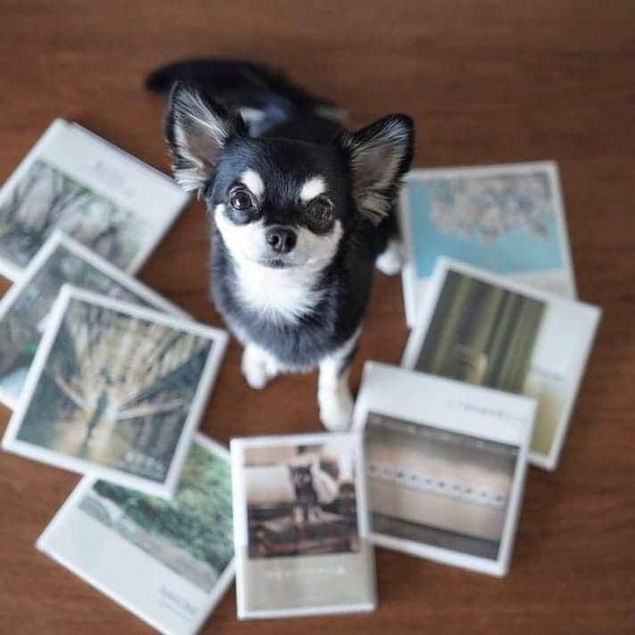 Photobackさんのインスタグラム写真 - (PhotobackInstagram)「本日ご紹介するのは、 ろくべえや(@rokubeeya)さま の作品です🐕✨ . 写真展への出展作品と 愛犬との旅行の模様を まとめた作品です💡 . 3枚目以降のお写真のように いろいろな表情を 見せてくれていて とってもキュートに 仕上がっています💛 . こちらのフォトブックは、 「展示写真とあわせて 楽しんでもらいたい」と、 グループ写真展をおこなった際に 展示写真と一緒に置かれていたそう👀 とにかくクオリティの 高さにびっくりです🌟 . 『今回はBUNKOで フォトブックをつくって見ましたが、 手に馴染んでとても素敵です😊』 と、ろくべえや(@rokubeeya)さま🌿 . ご本人だけでなく、 展示会に訪れた来場者の方々も 手に取りやすくて より作品へのイメージが わいたのではないでしょうか🙌 . ろくべえや(@rokubeeya)さま、 今回は素敵な作品を ありがとうございました✍️ . #photoback #フォトバック #フォトアルバム #フォトブック #photoback作品紹介2019 #みんなのphotoback #思い出 #写真 #写真整理 #photo #作品 #展示会 #写真展 #愛犬 #旅行 #犬のいるくらし #BUNKO」8月19日 17時47分 - photoback.jp